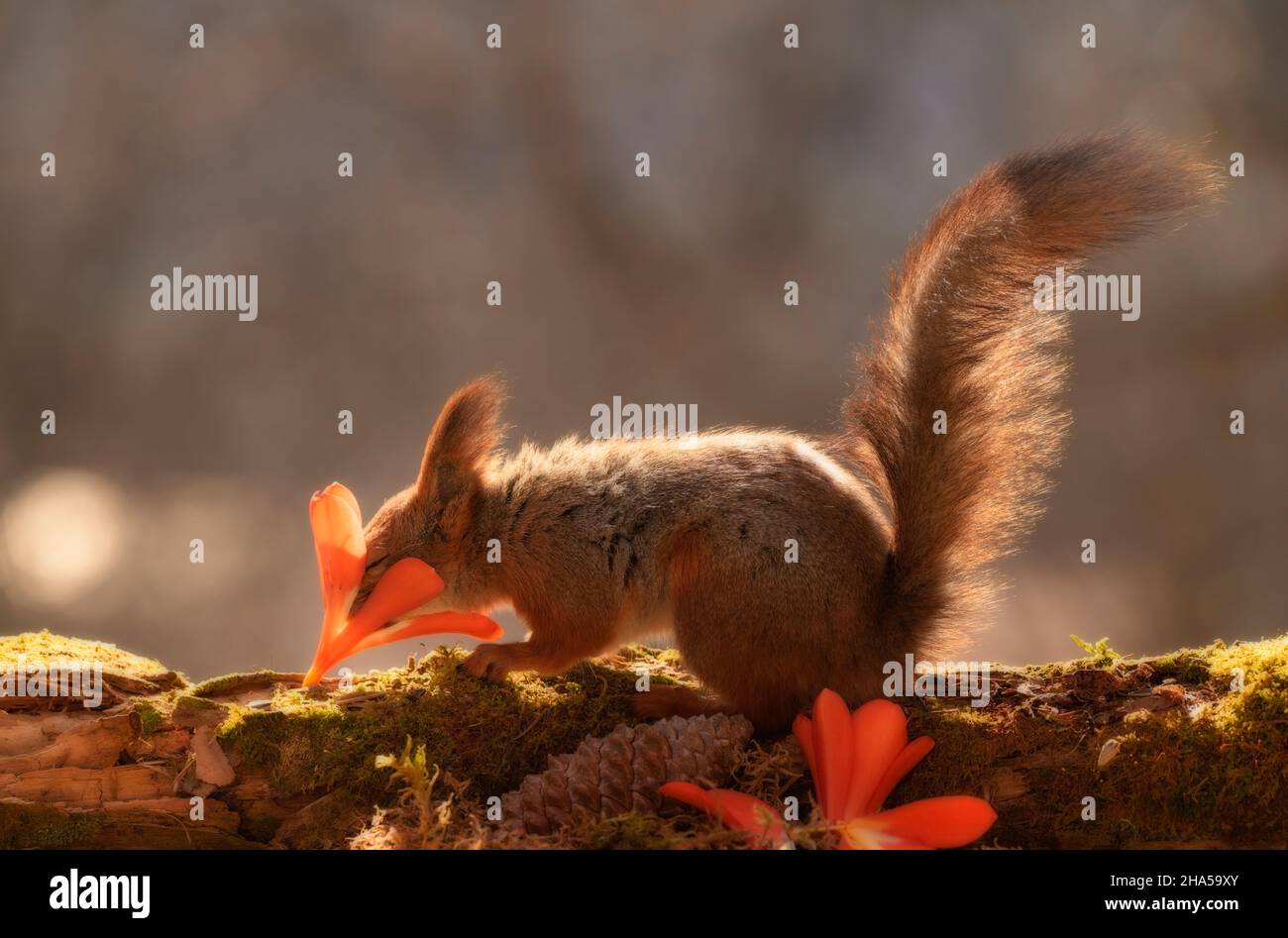 red squirrel is smelling an clivia miniata flower Stock Photo