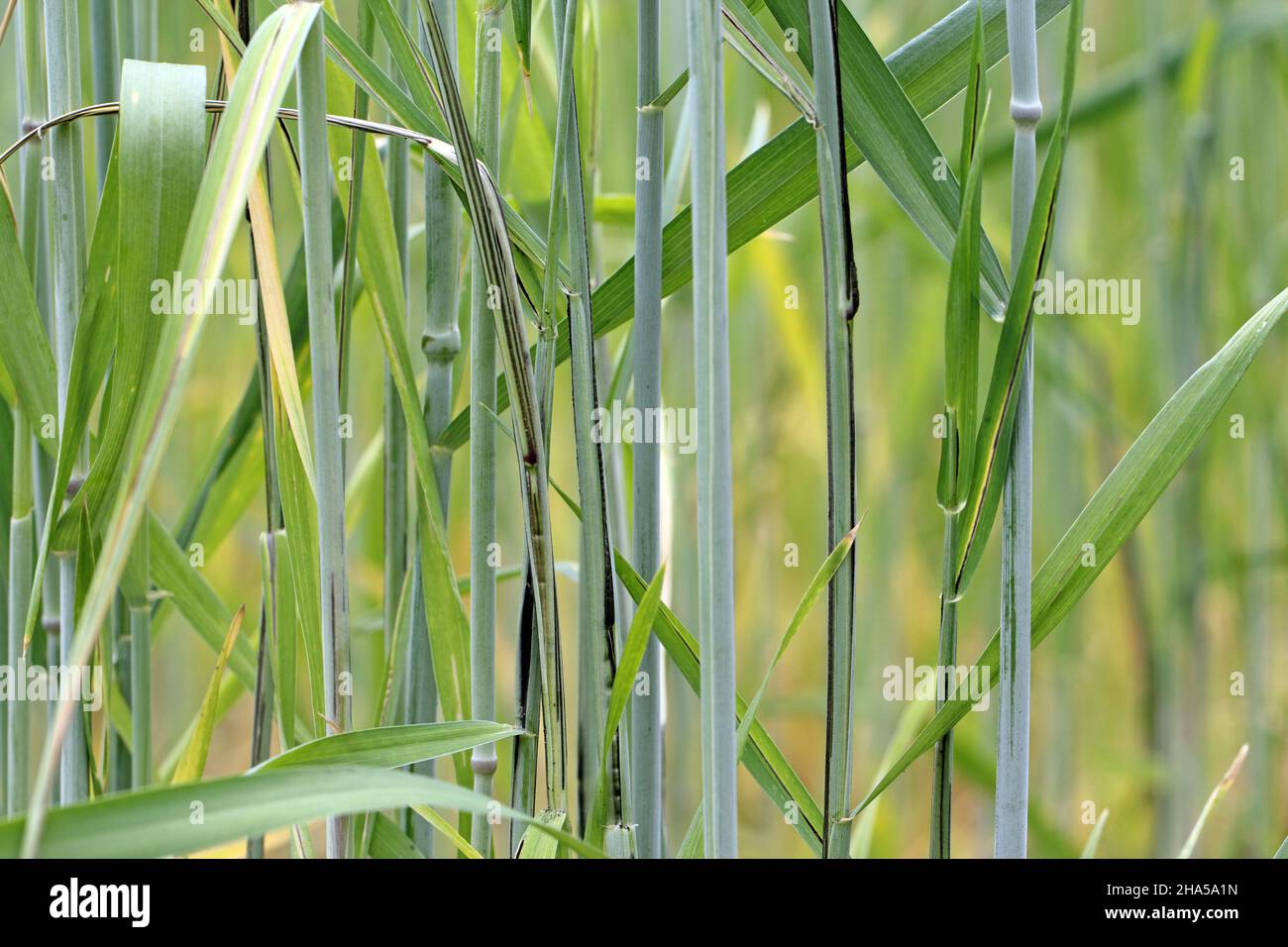 Flag, stalk or stripe smut of rye it is disease caused by the fungus Urocystis occulta which attacks the leaves and stalks of rye (Secale cereale). Stock Photo