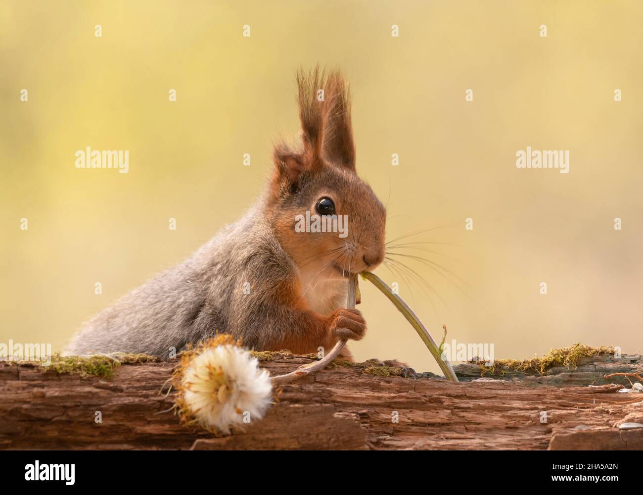 red squirrel is eating a stem of a dandelion with seeds Stock Photo Alamy