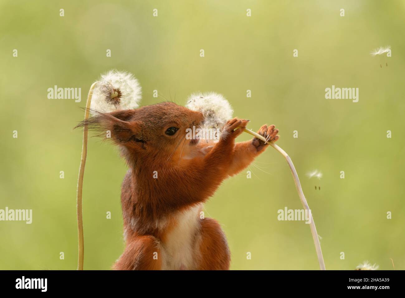 red squirrel is eating an dandelion seed stem Stock Photo Alamy