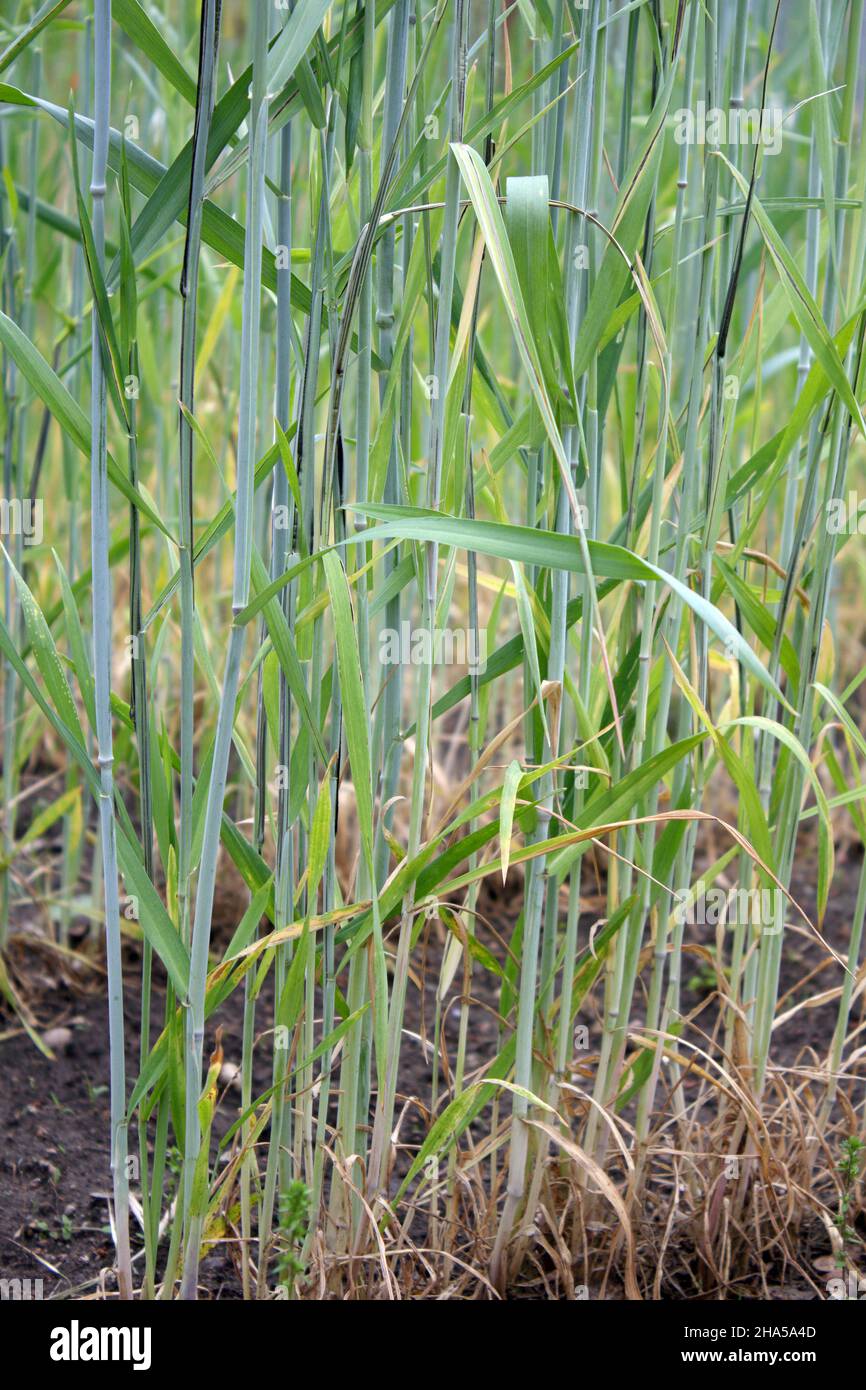 Flag, stalk or stripe smut of rye it is disease caused by the fungus Urocystis occulta which attacks the leaves and stalks of rye (Secale cereale). Stock Photo