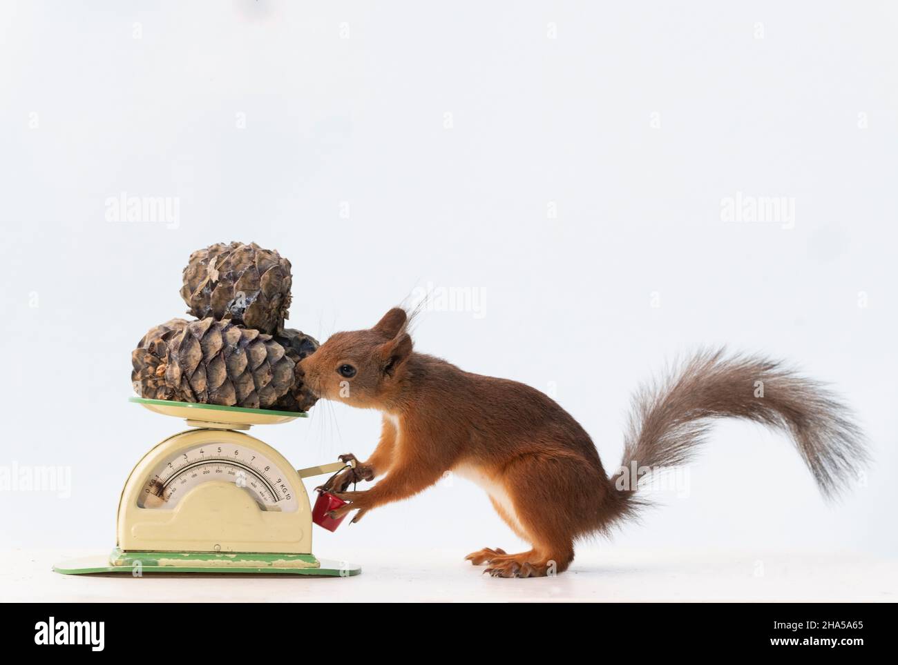 Squirrel Scale Pinecone scale hi-res stock photography and images - Alamy