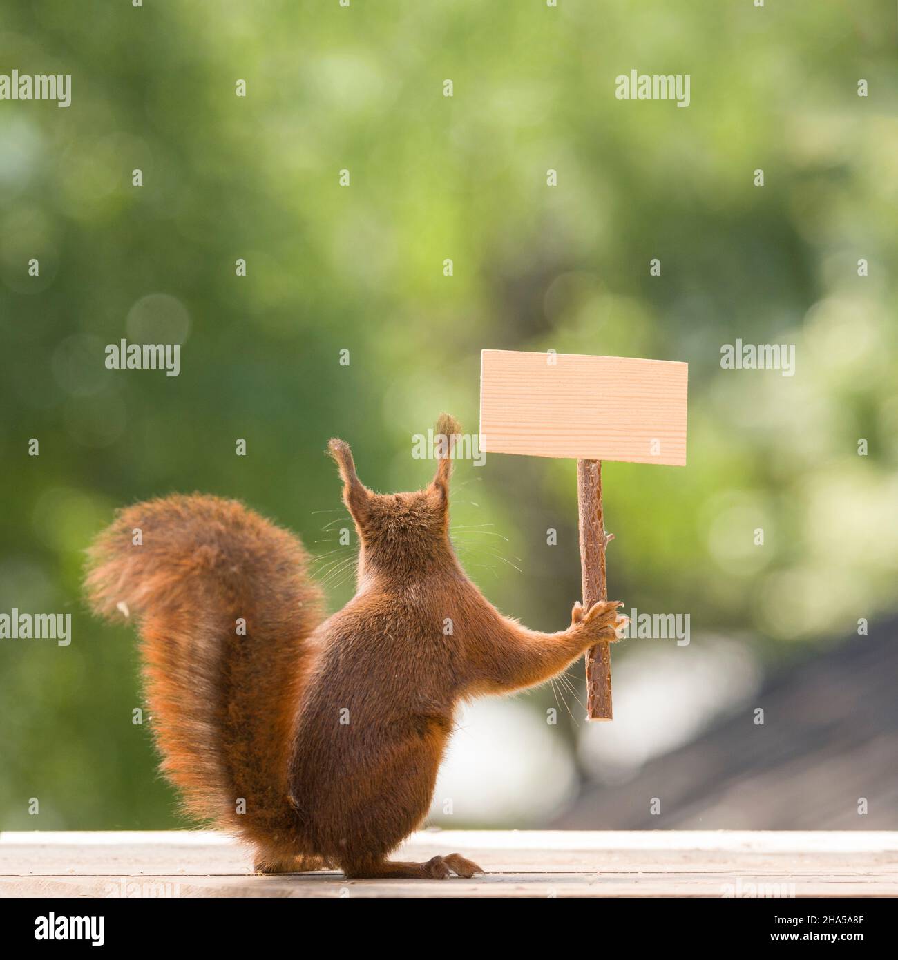 red squirrel is holding an sign in hands Stock Photo - Alamy red squirrel is holding an sign in hands Stock Photo - Alamy