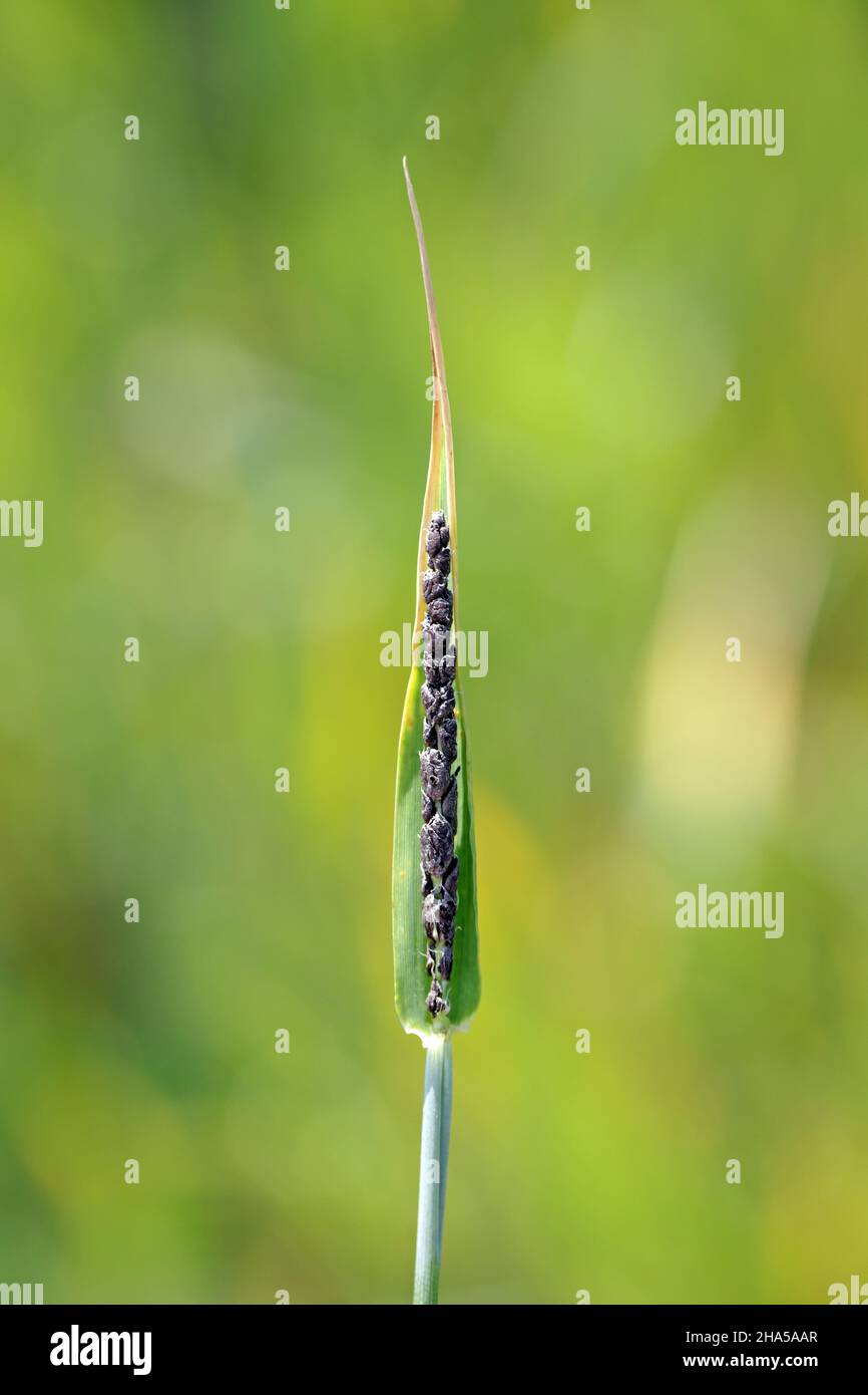 Loose smut of barley is caused by Ustilago nuda. It is a disease that