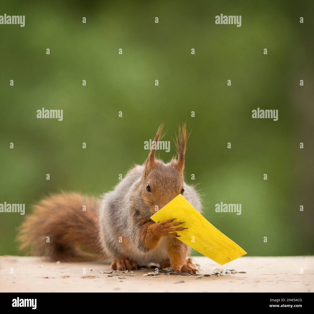 red squirrel holding a yellow card Stock Photo