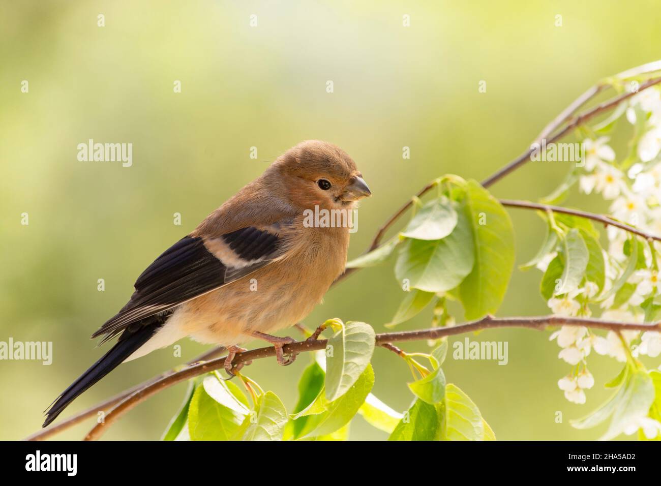 young bullfinch is standing on a flower branch Stock Photo