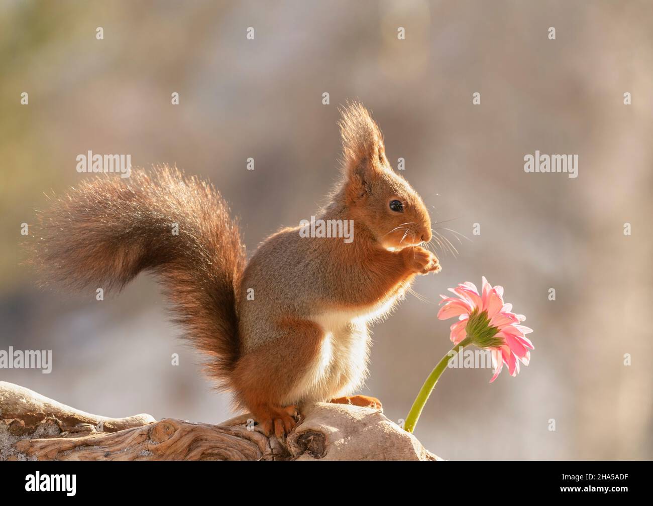 red squirrel is standing with a lila daisy Stock Photo