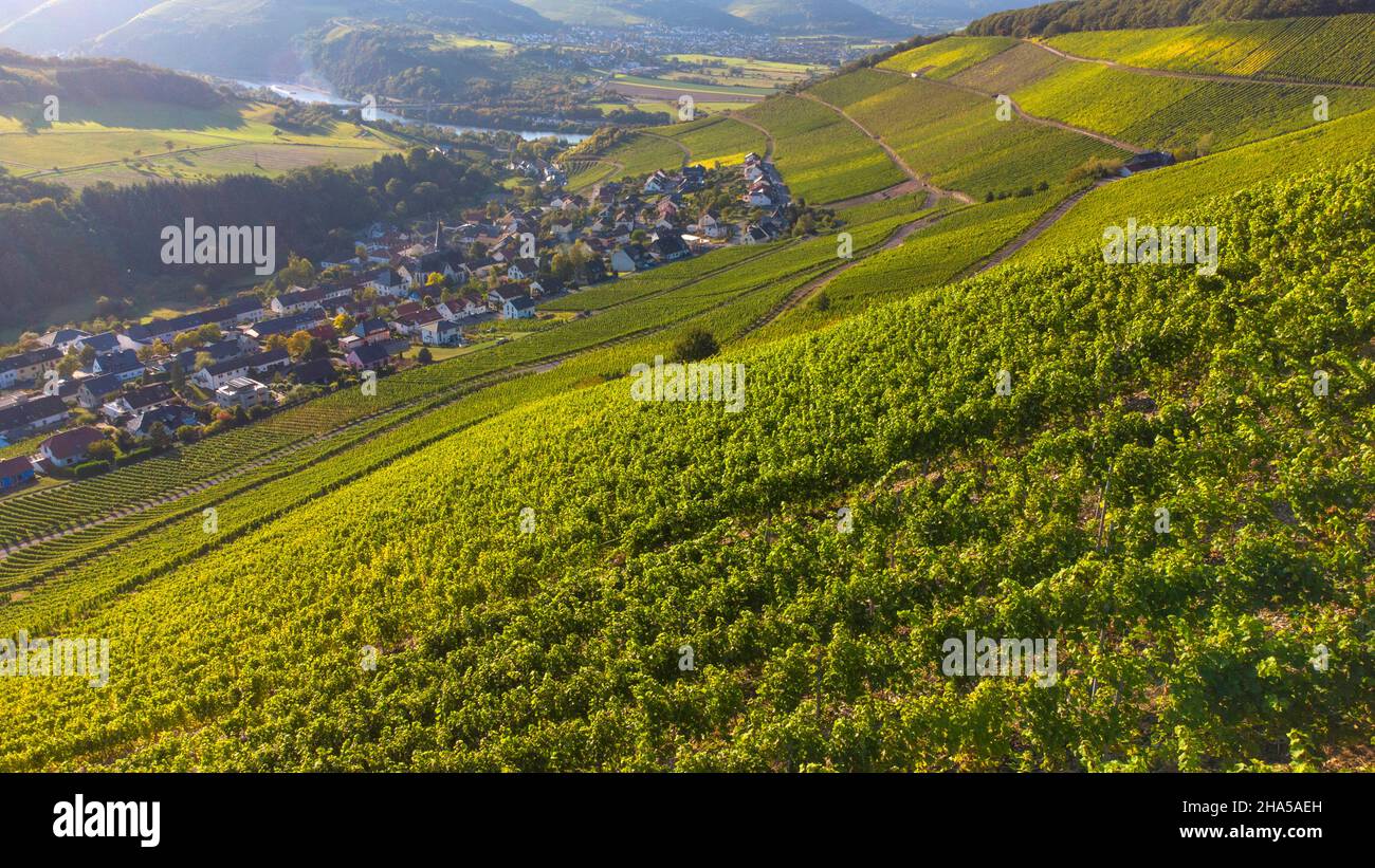 world famous vineyards ockfener bockstein,ockfen,saarburger land,saartal,saarburger land,rhineland-palatinate,germany Stock Photo