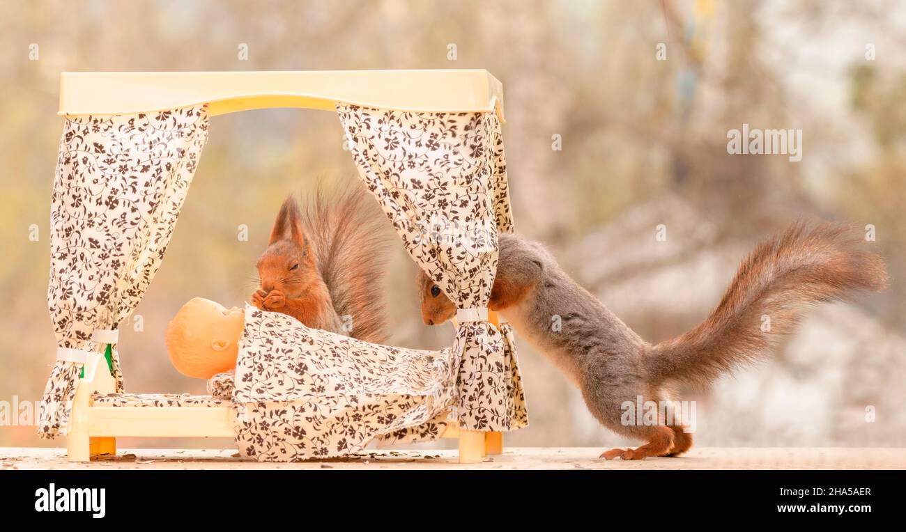 red squirrels standing with an bed and baby Stock Photo Alamy
