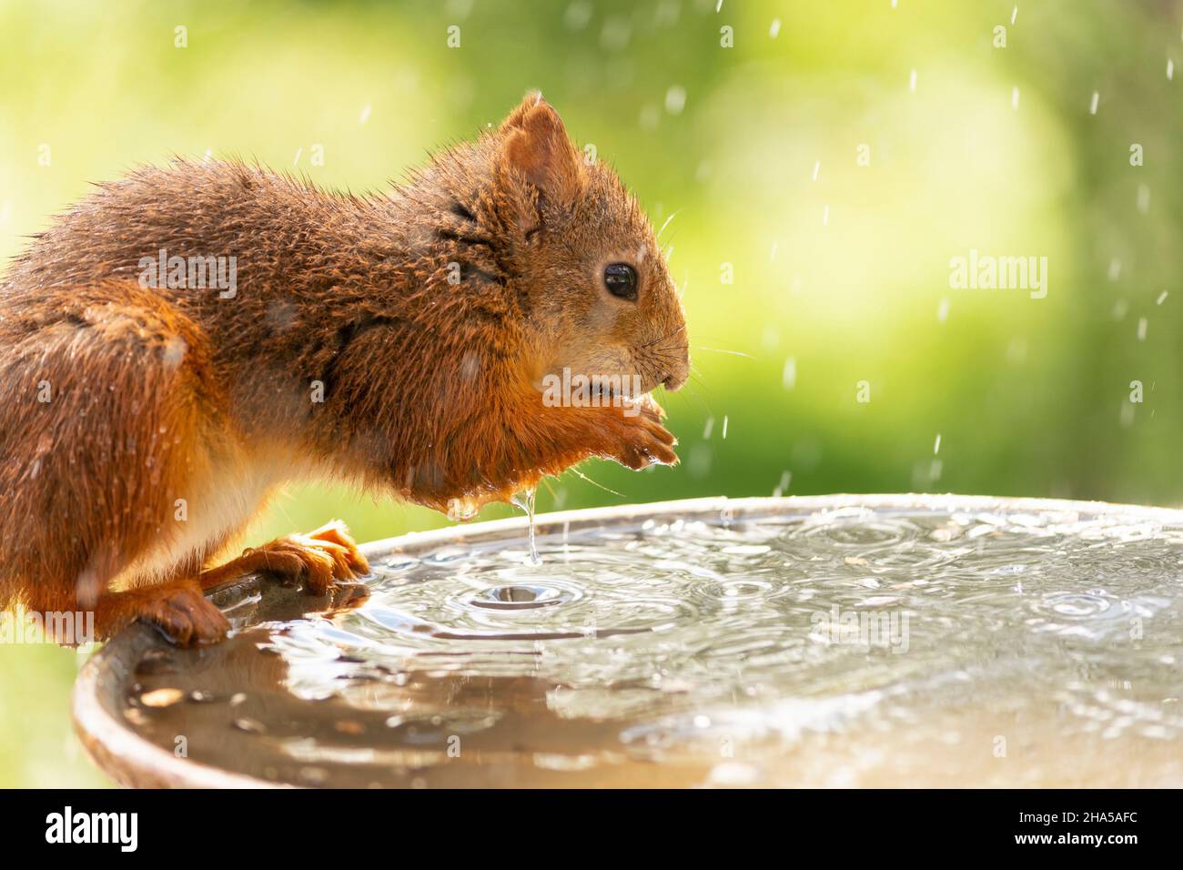 Wet red squirrel is drinking water on a bucket hires stock photography