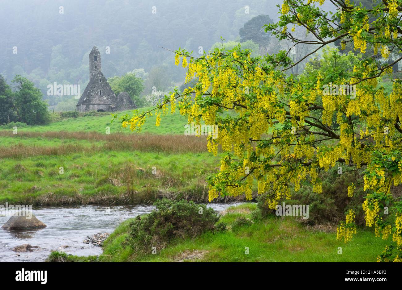 europe,republic of ireland,county wicklow,glendalough monastery complex,st. kevin's kitchen chapel,blooming laburnum Stock Photo