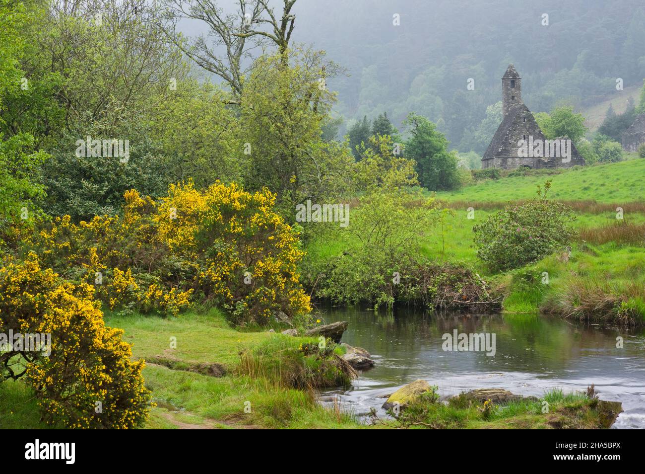 europe,republic of ireland,county wicklow,glendalough monastery complex,st. kevin's kitchen chapel,blooming laburnum Stock Photo