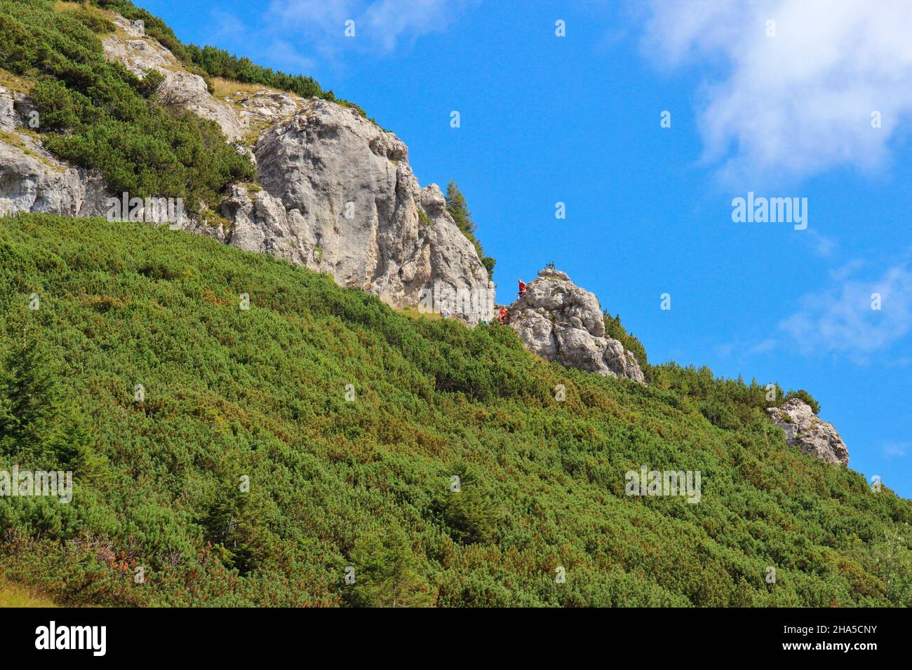 ascent to bärenkopf (1991m),rock face,mountain pine field,stony,hikers descending from the summit,blue sky,achensee,tyrol,austria Stock Photo