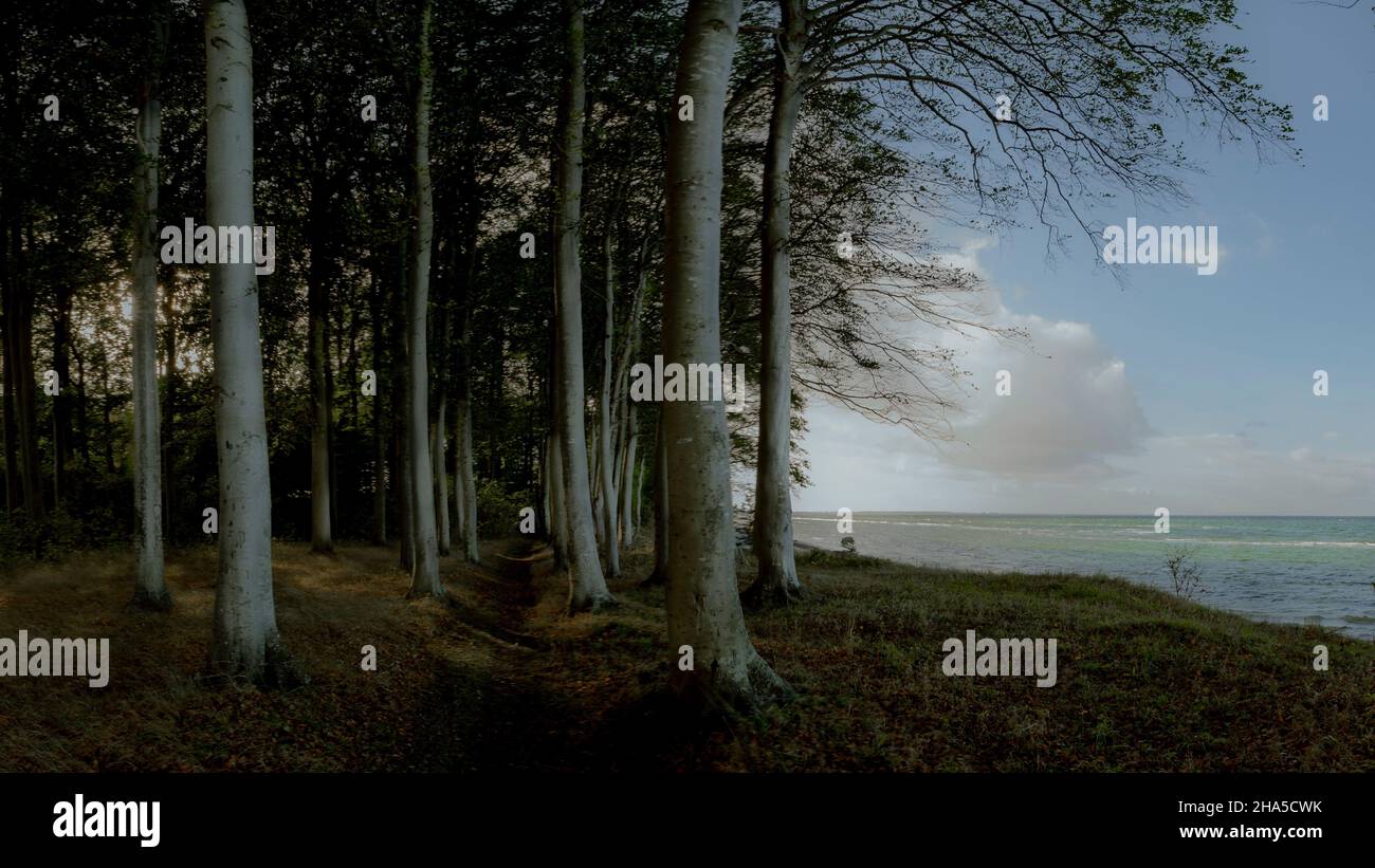 Coastal forest hi-res stock photography and images - Alamy