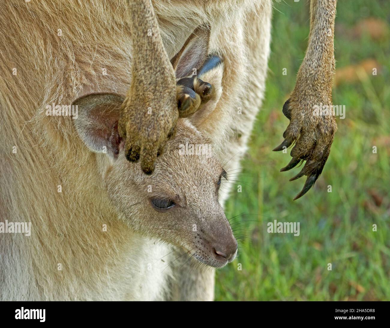 Face of tiny joey of Eastern grey kangaroo peering out of pouch with large paws and long claws of mother hanging beside it, in the wild in Australia Stock Photo