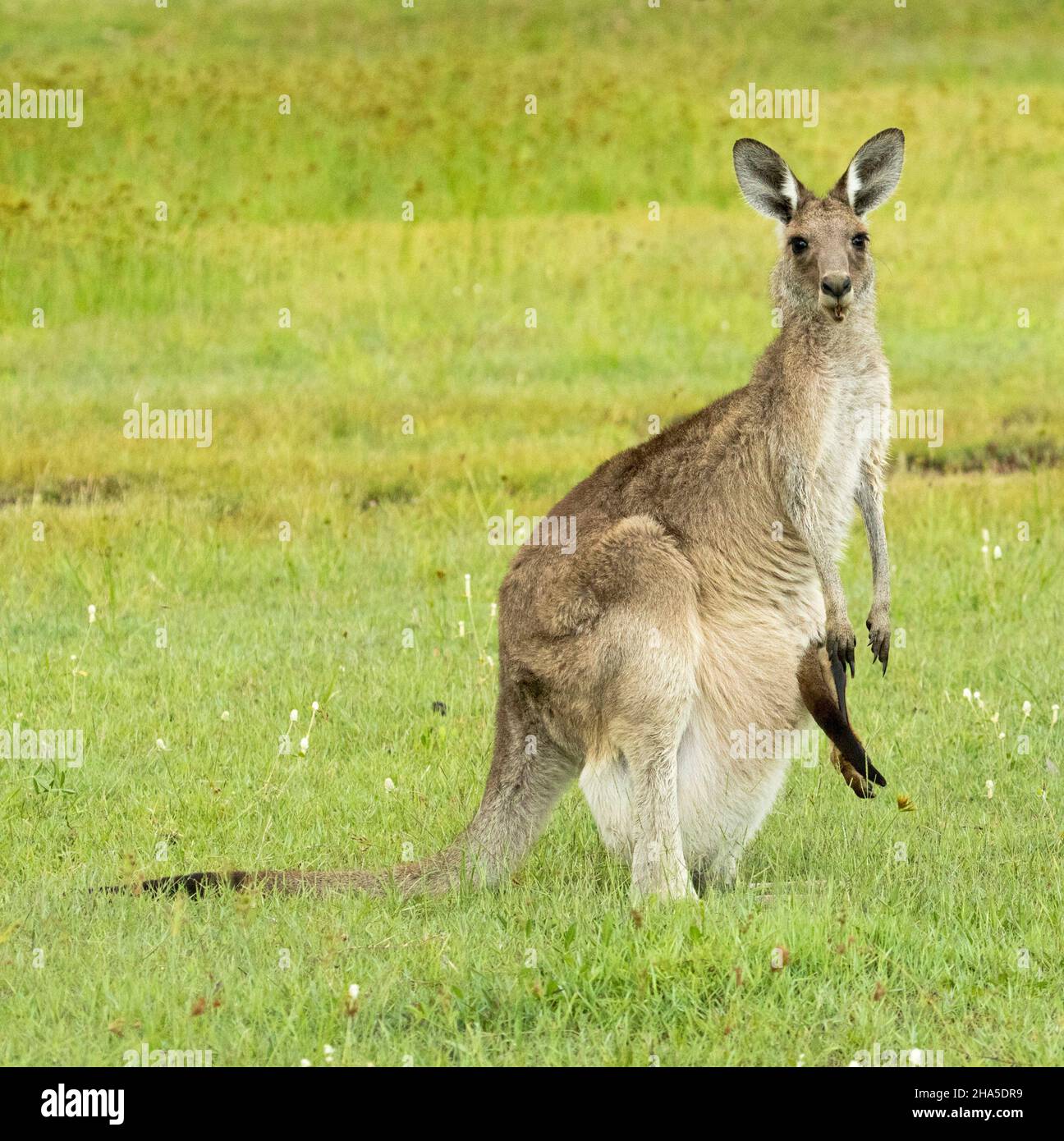 Eastern Grey Kangaroo with long legs of joey protruding from her pouch, staring at the camera, in the wild  in Australia. Stock Photo