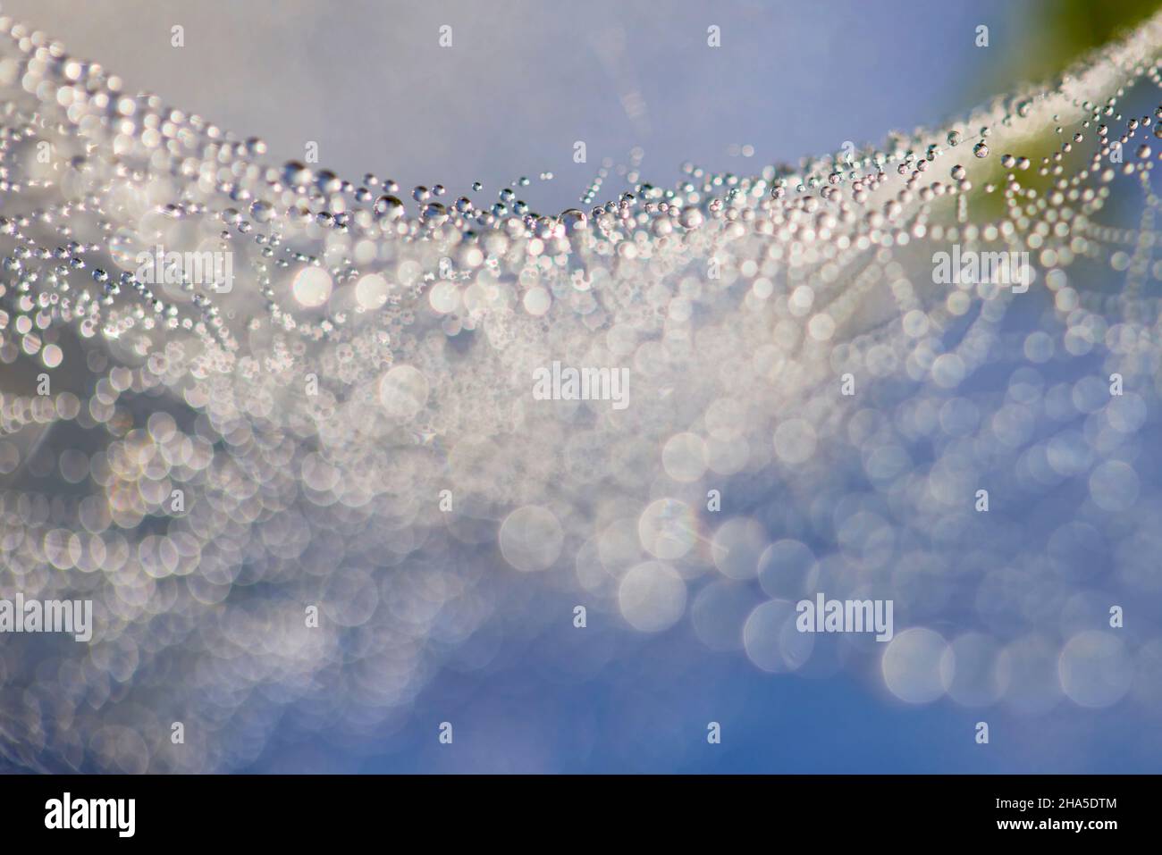 spider web,dew,dew drops Stock Photo