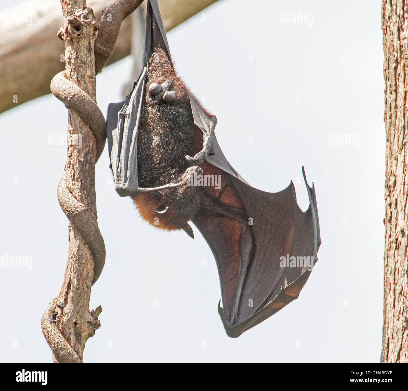 Australian Grey-headed Flying Fox / fruit bat, Pteropus poliocephalus, hanging from branch of tree with wings extended and ready for flight Stock Photo