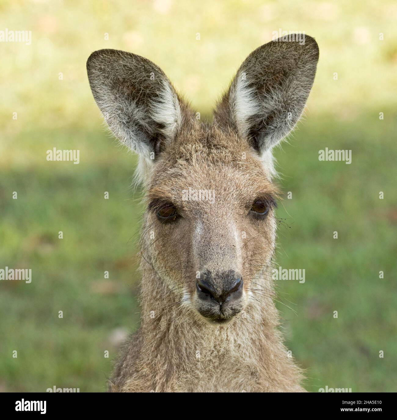 Portrait of beautiful face of Eastern Grey Kangaroo, alert and staring at the camera, in the wild, against background of green grass, in Australia. Stock Photo