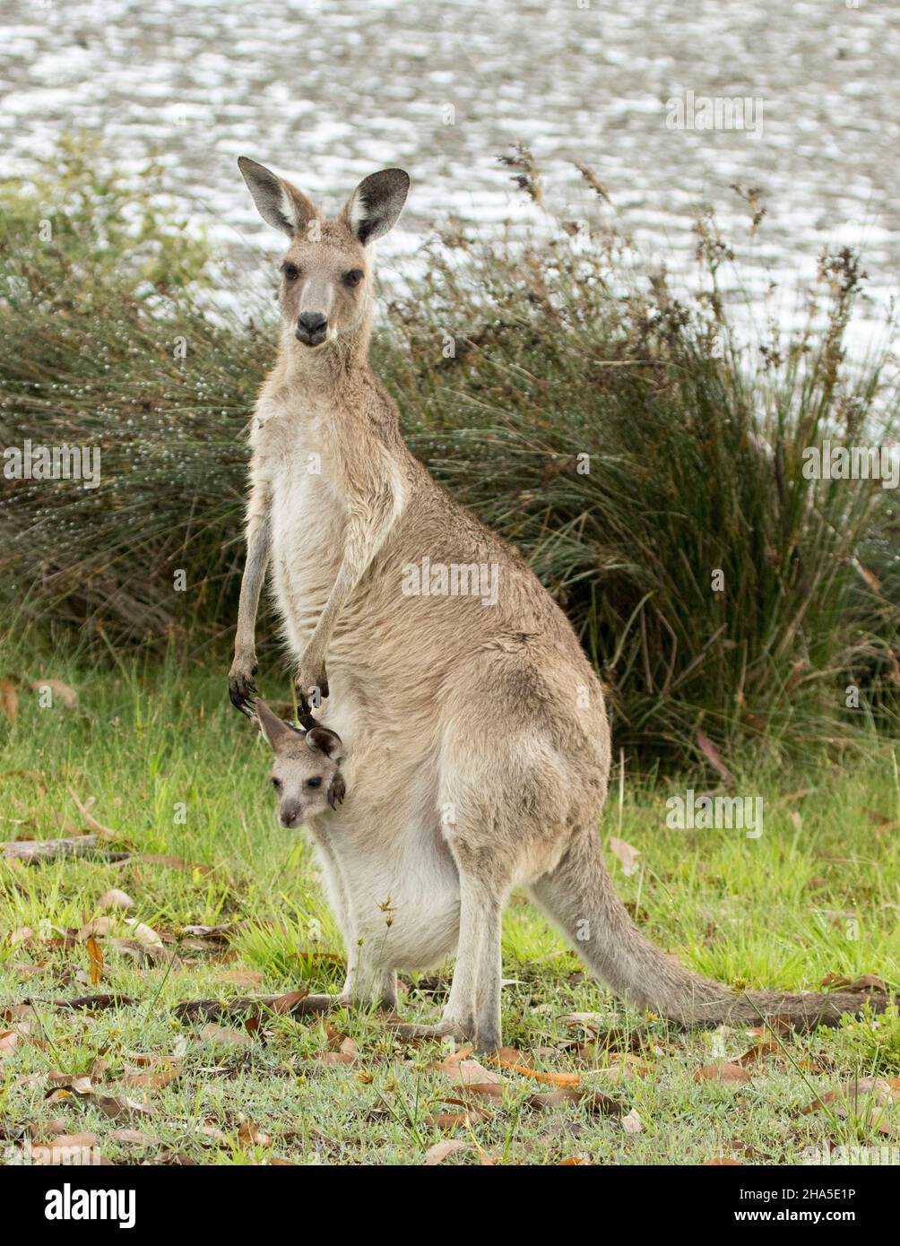 Eastern Grey Kangaroo with tiny joey peering from her pouch, both staring at the camera, in the wild beside water of beach in Australia. Stock Photo