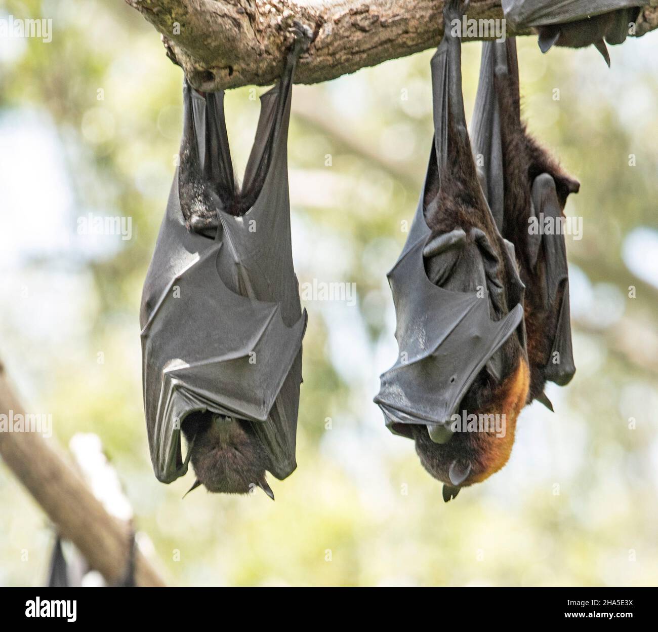 Australian nocturnal Grey-headed Flying Foxes / fruit bats, Pteropus poliocephalus, hanging from branch of tree with wings wrapped around bodies Stock Photo