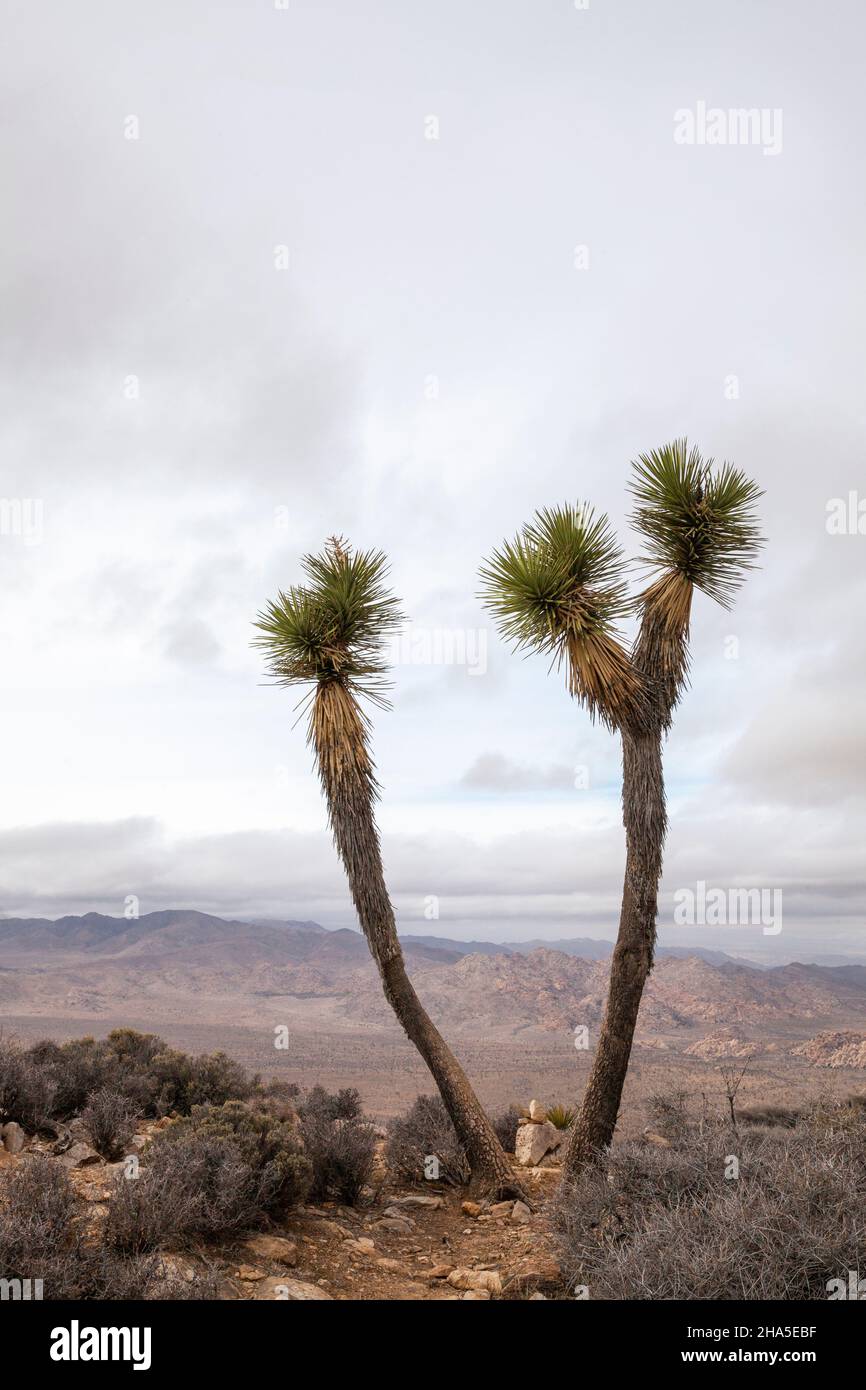 Yucca palm tree hires stock photography and images Alamy