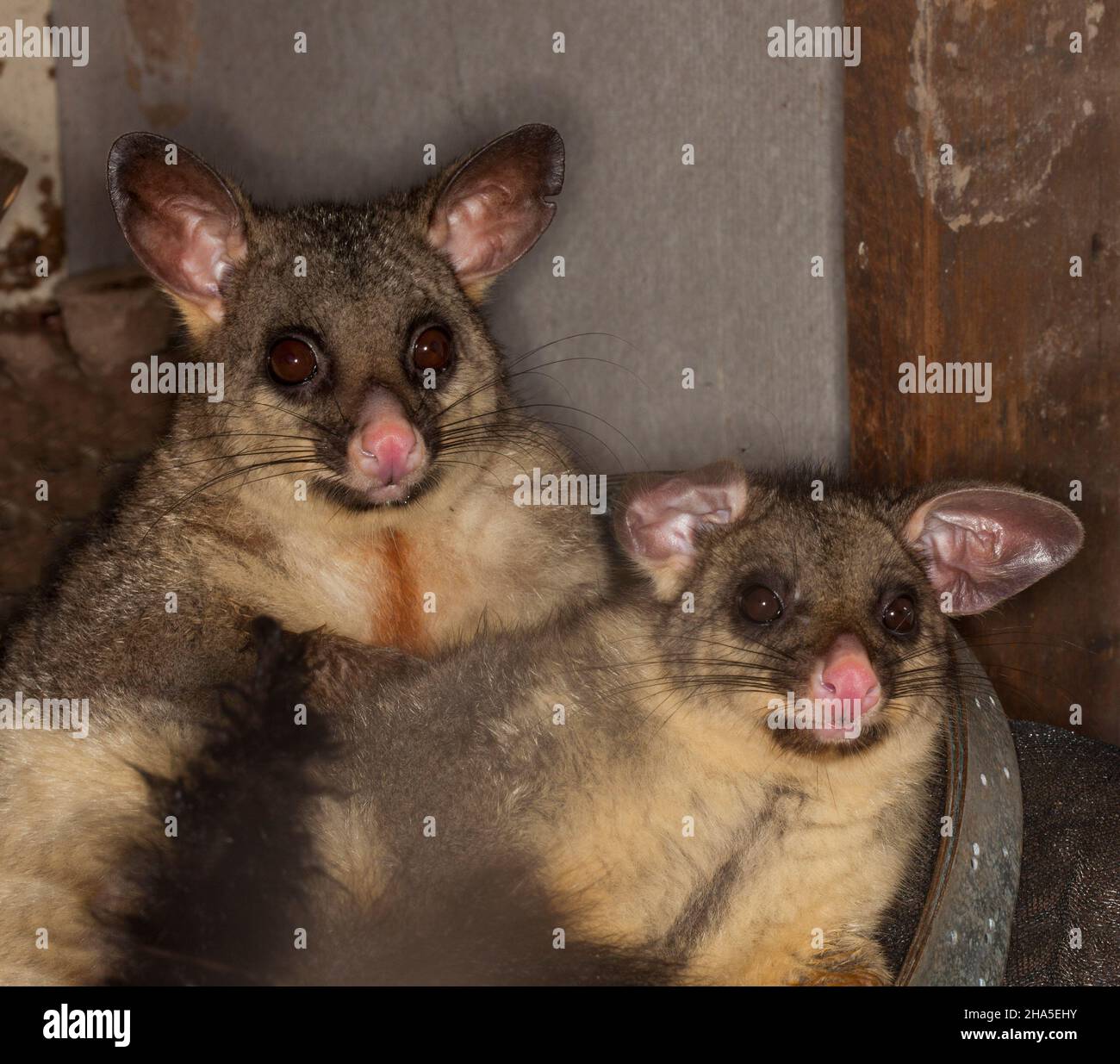Two beautiful nocturnal Brush-tailed Possums, mother and large baby, alert and staring at camera, in a shed in an urban backyard in Australia Stock Photo