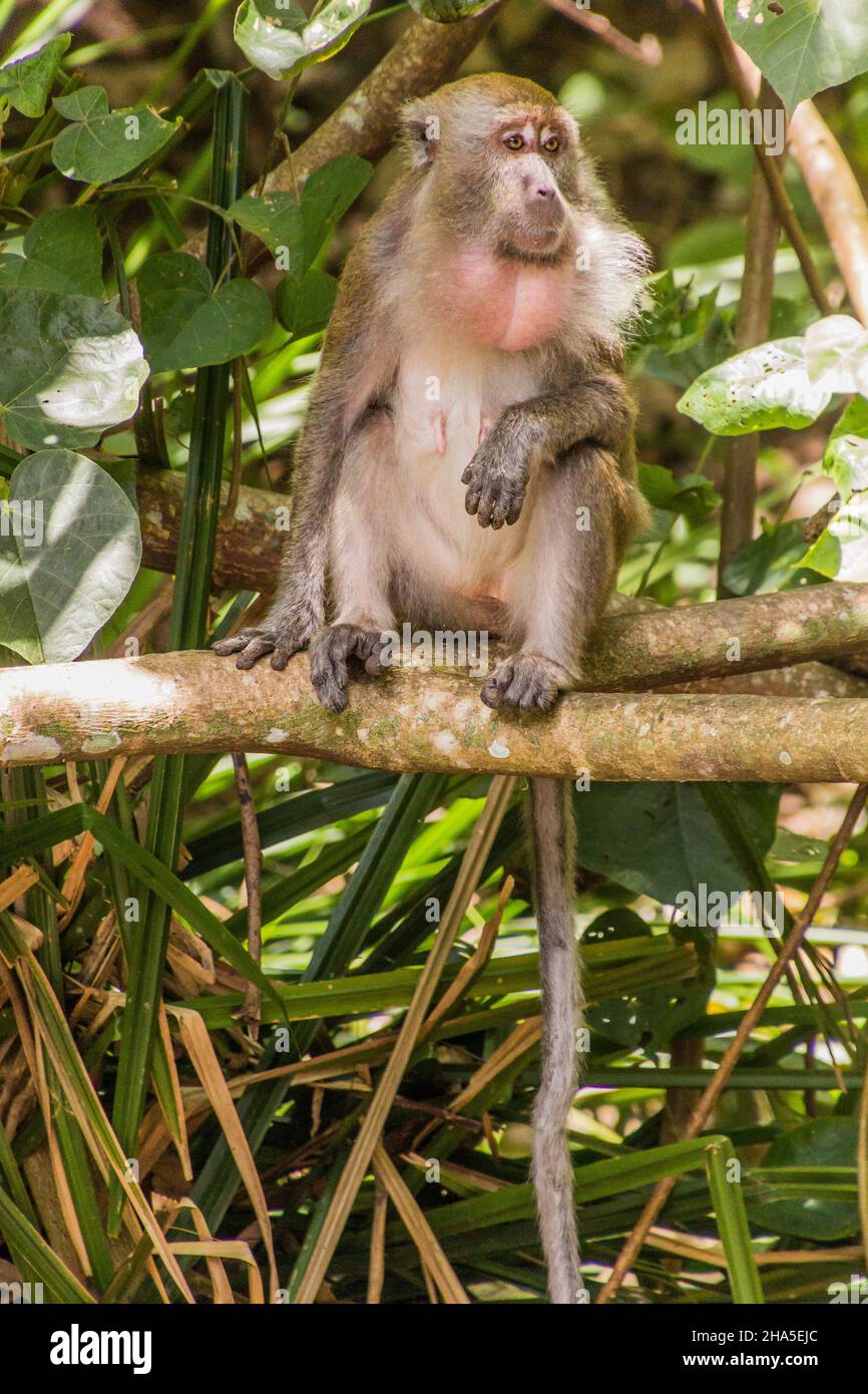 Crab-eating macaque Macaca fascicularis at Gaya Island in Tunku Abdul ...