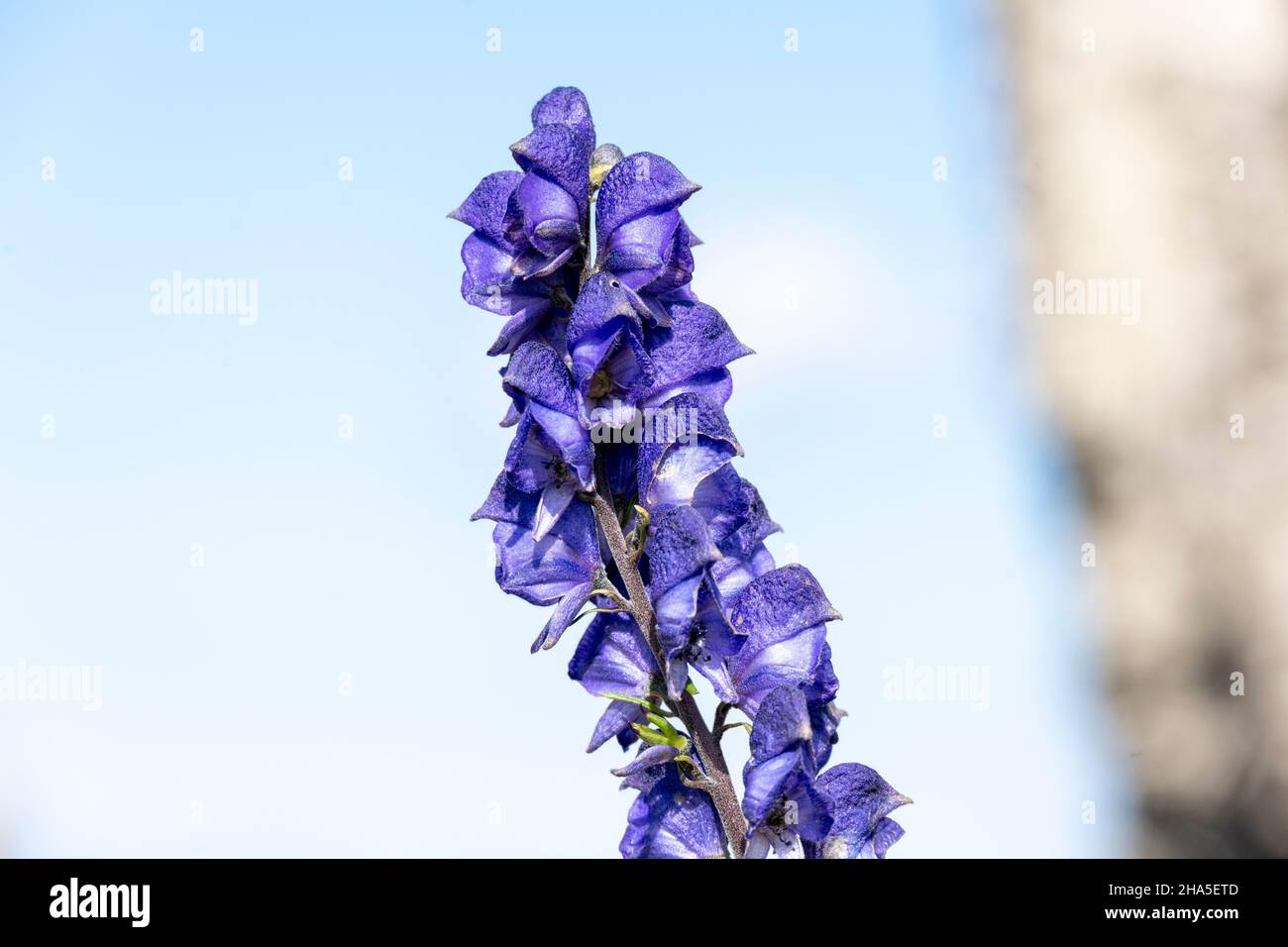 blue monkshood flowers (aconitum napellus) Stock Photo