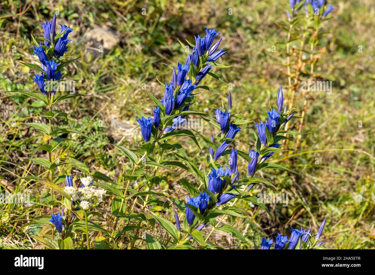 swallowwort gentian (gentiana asclepiadea) plant species of the genus enzian (gentiana) Stock Photo