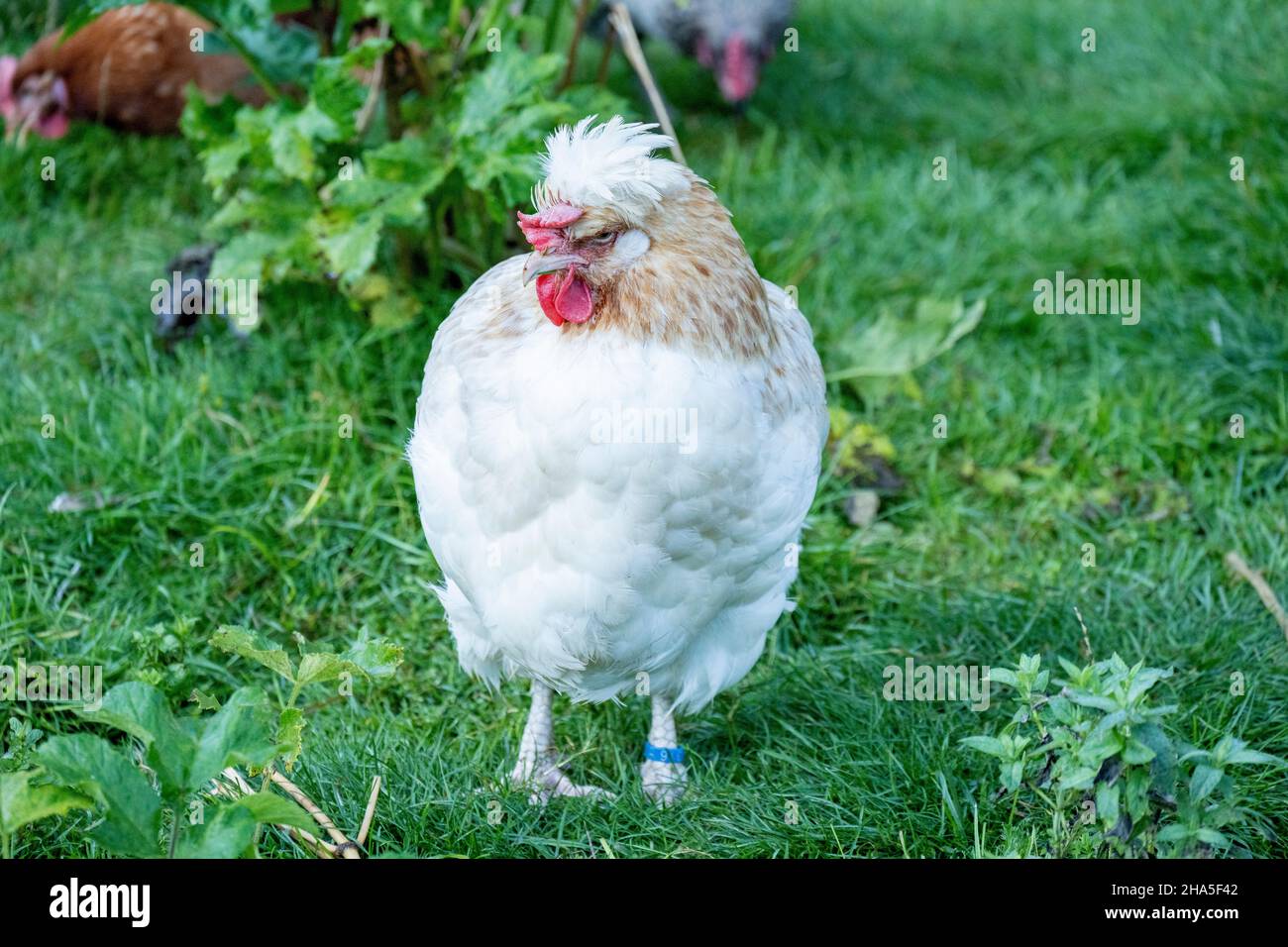 Hen house hires stock photography and images Alamy