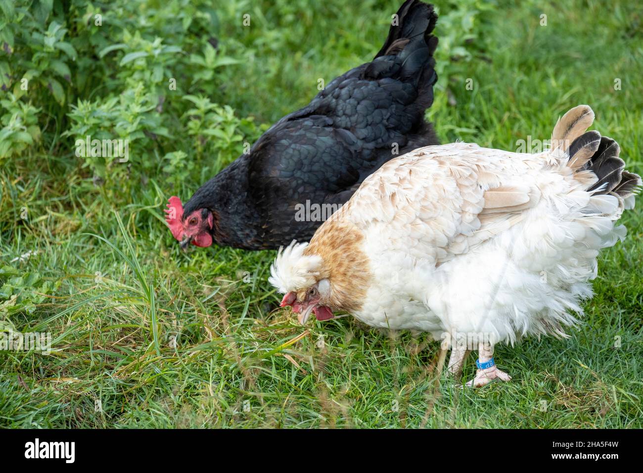 chickens in a hen house with free range chickens. Stock Photo