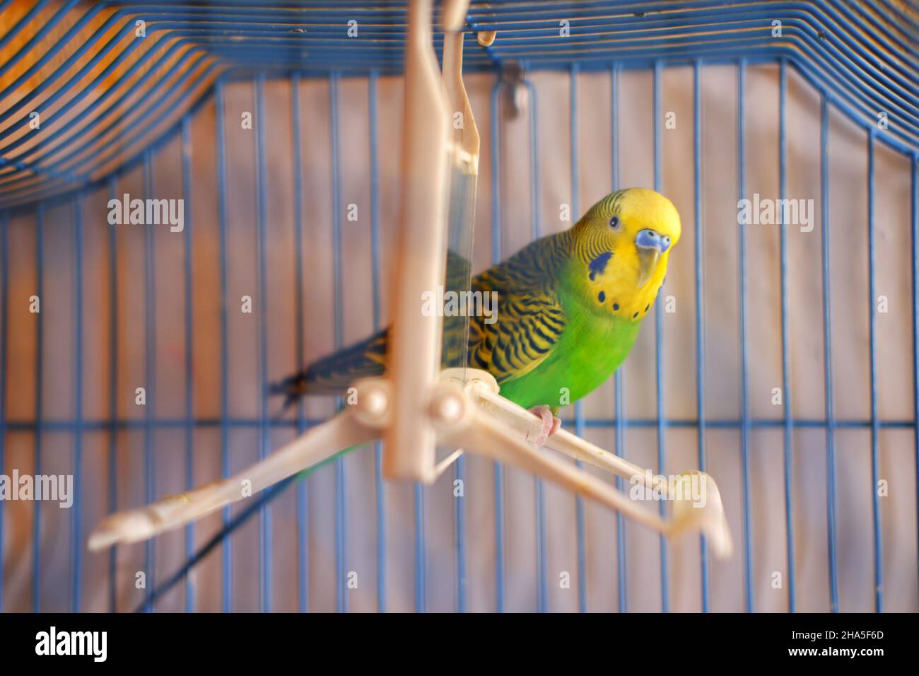 Small lovebird in cage with scared look on bird-swing with mirror Stock Photo