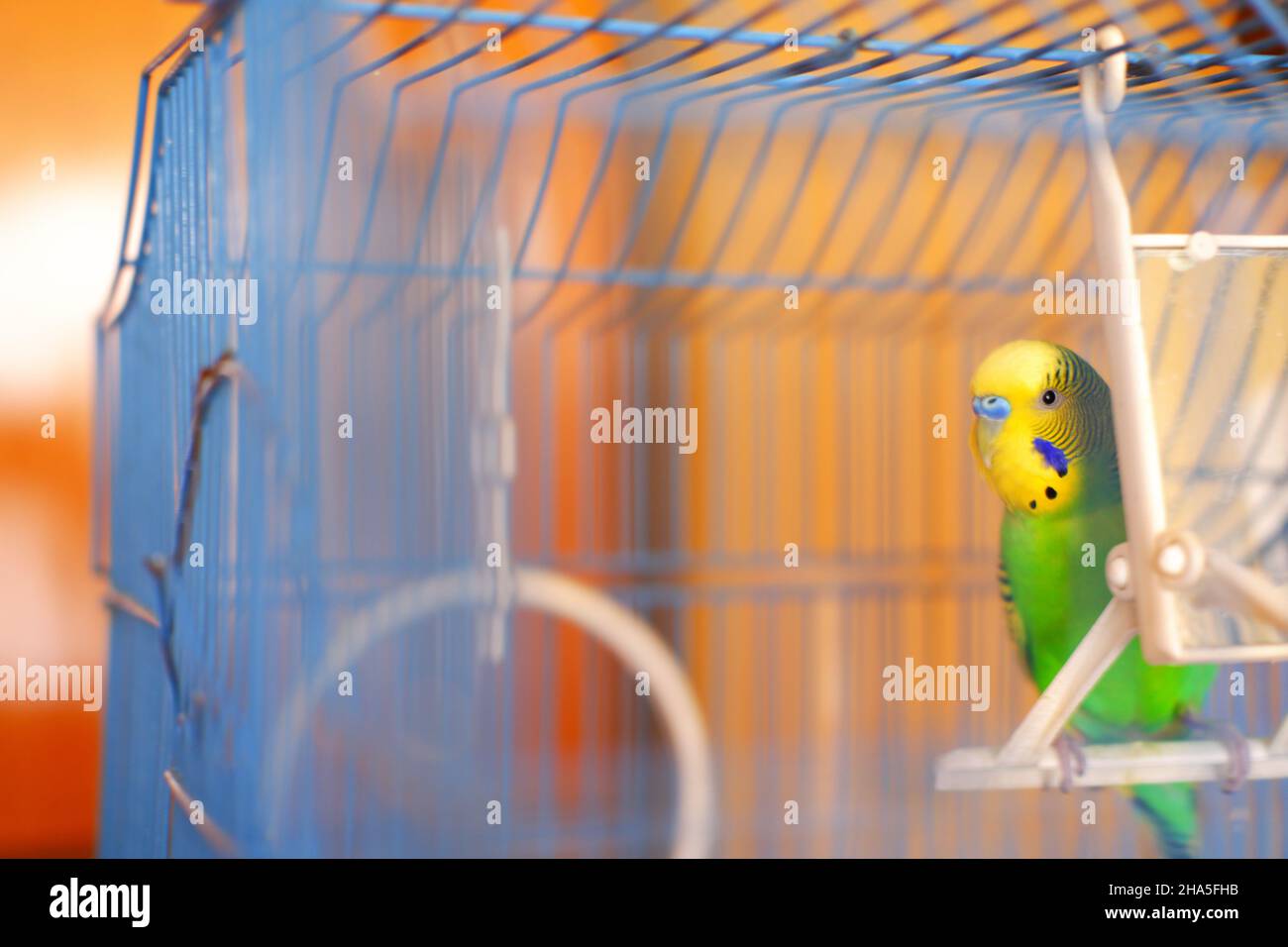 Green little lovebird with curious look Stock Photo