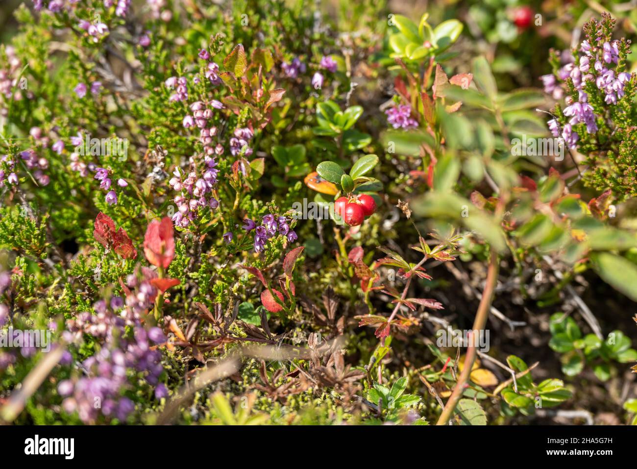 cowberry (vaccinium vitis-idaea),species of the genus blueberries (vaccinium) Stock Photo