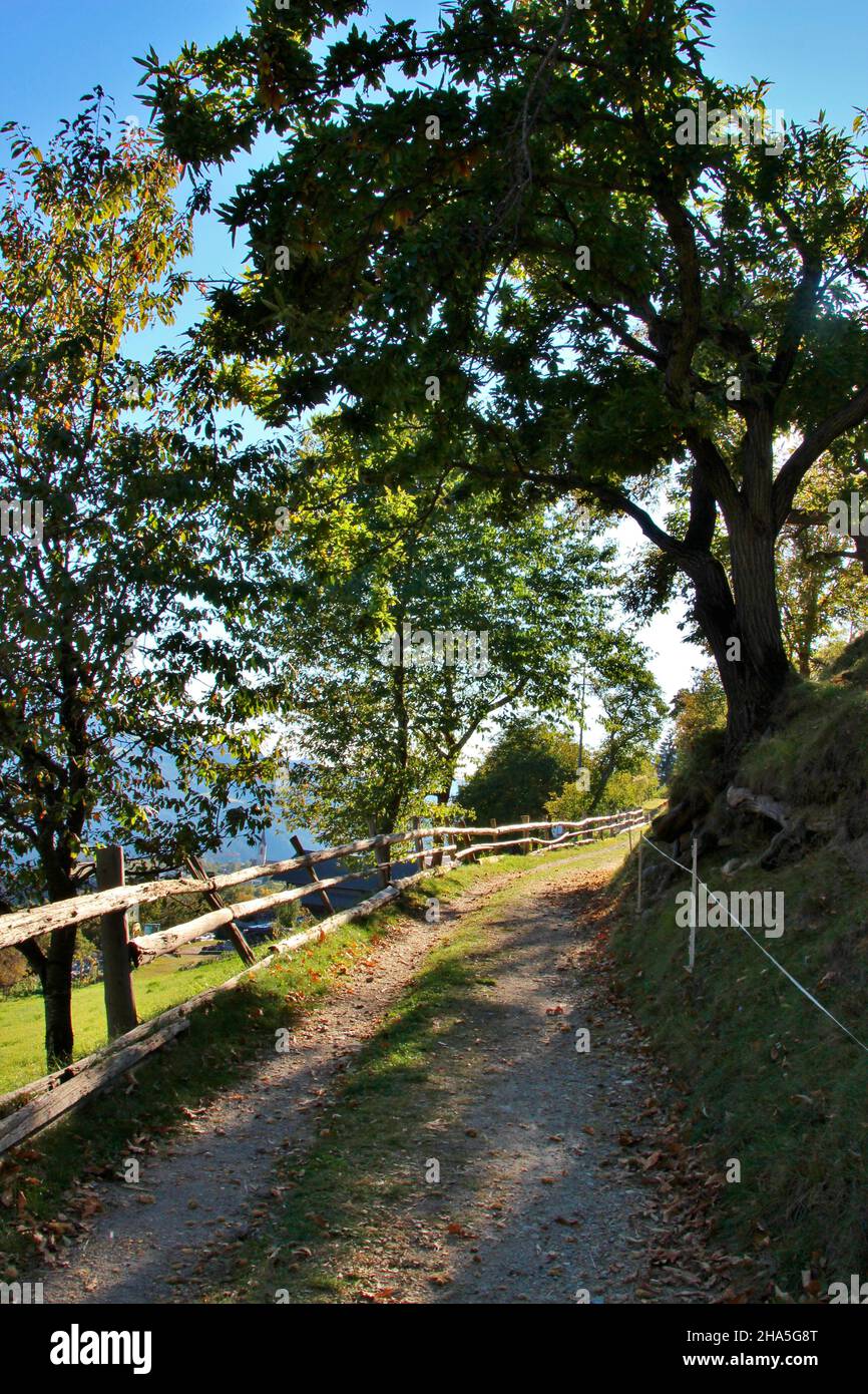Chestnut Trees Italy Hi res Stock Photography And Images Alamy chestnut-trees-italy-hi-res-stock-photography-and-images-alamy