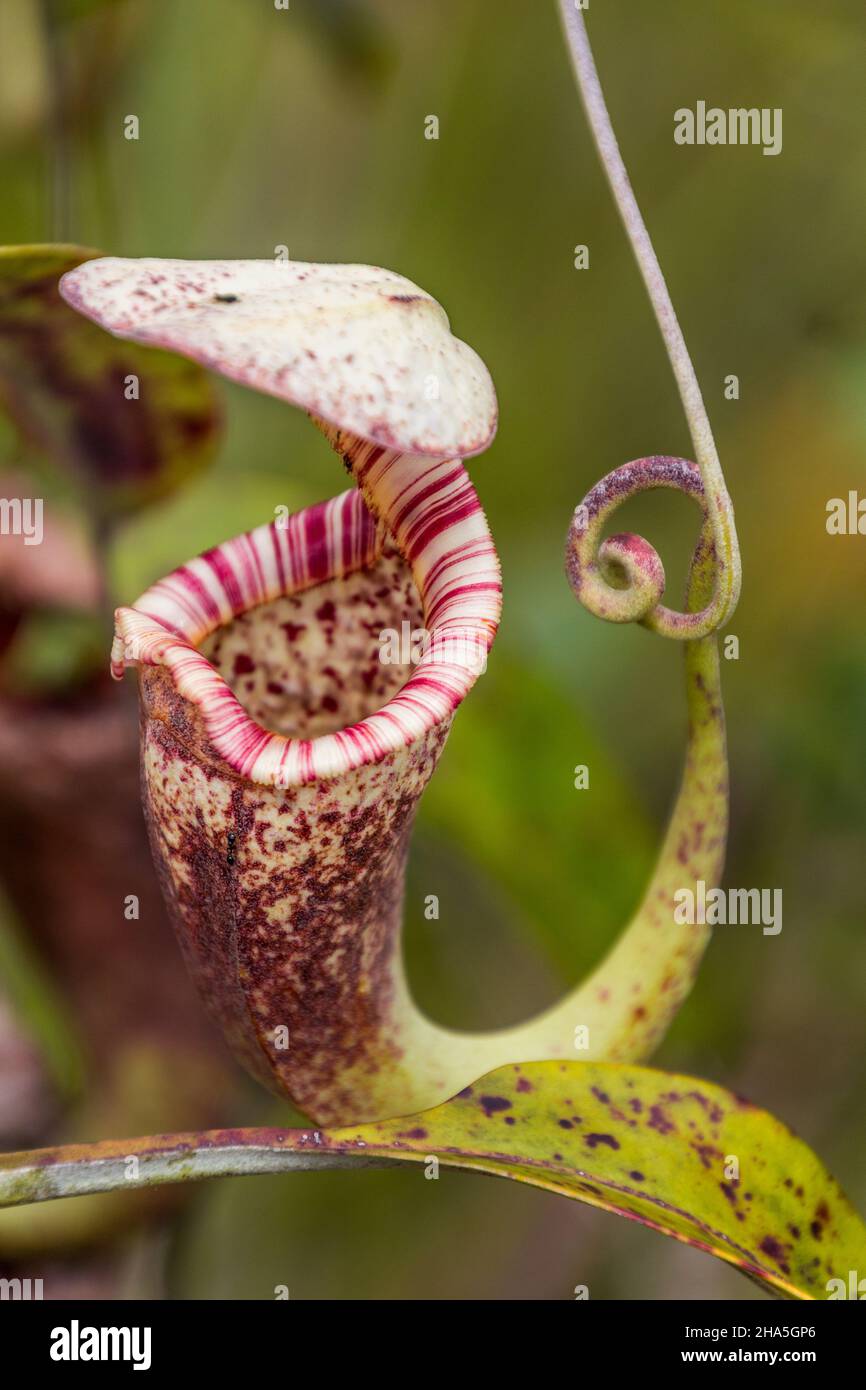 Pitcher plants in Bako National Park, Sarawak, Malaysia Stock Photo - Alamy
