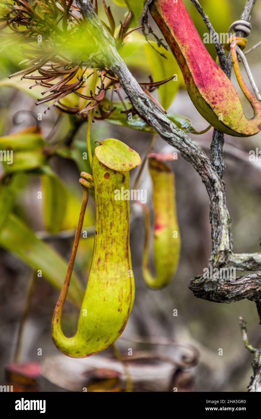 Pitcher plants in Bako National Park, Sarawak, Malaysia Stock Photo - Alamy
