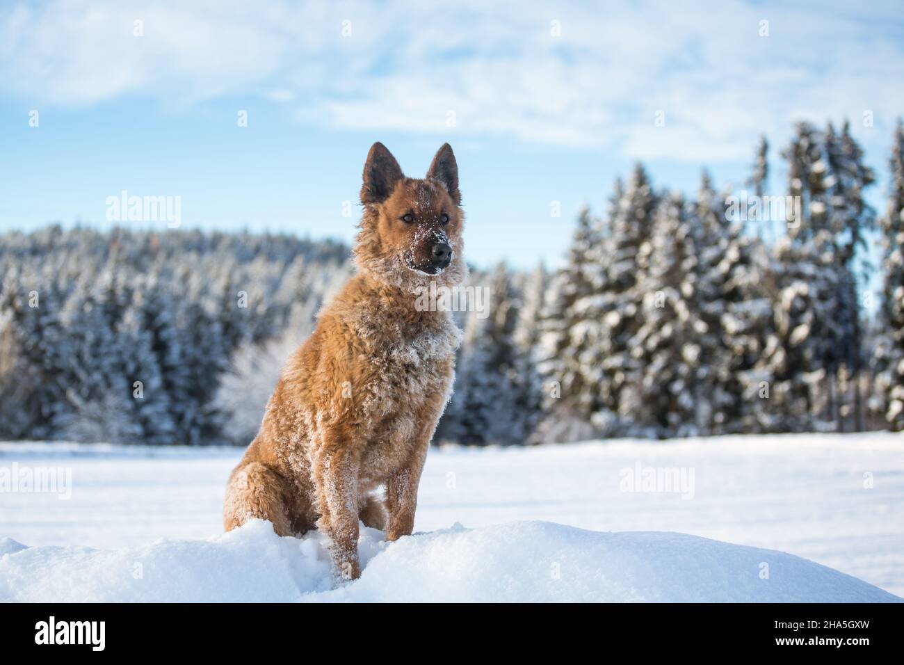 are german shepherds working dogs or herding