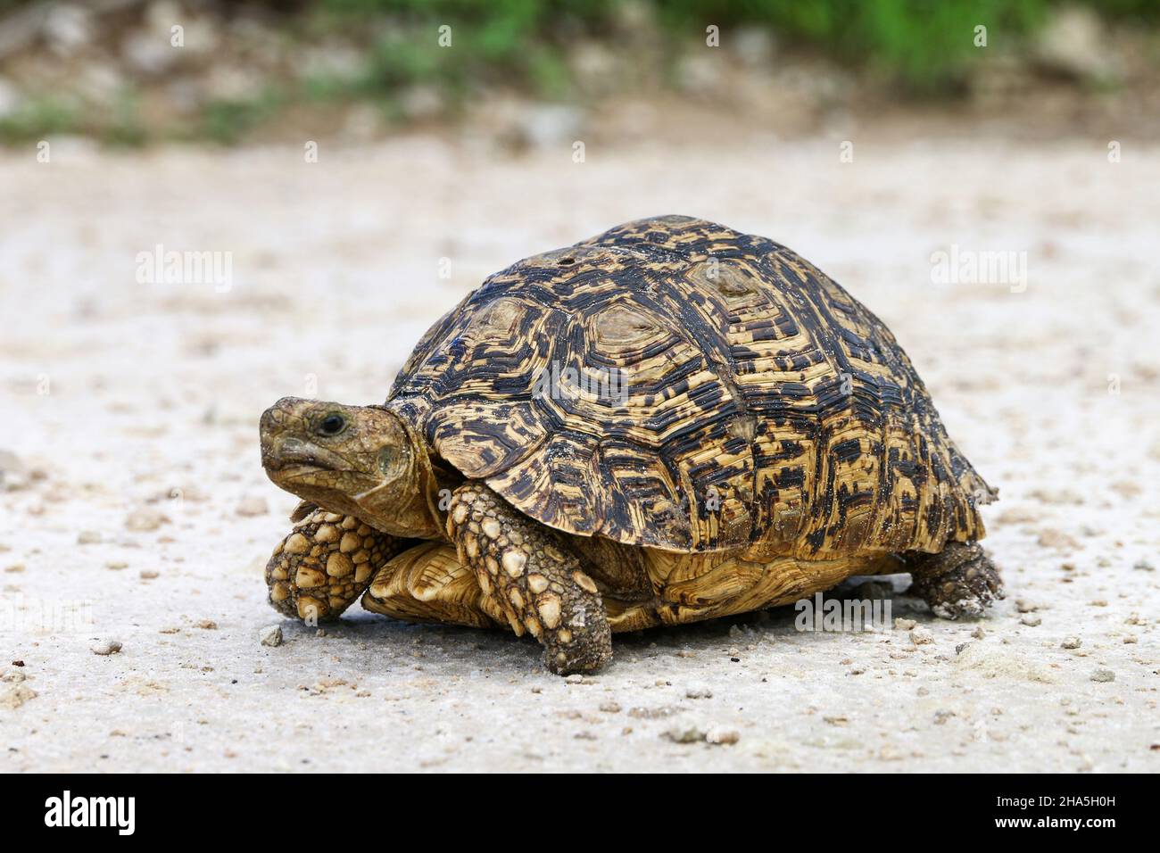 Turtle in a dry land Stock Photo