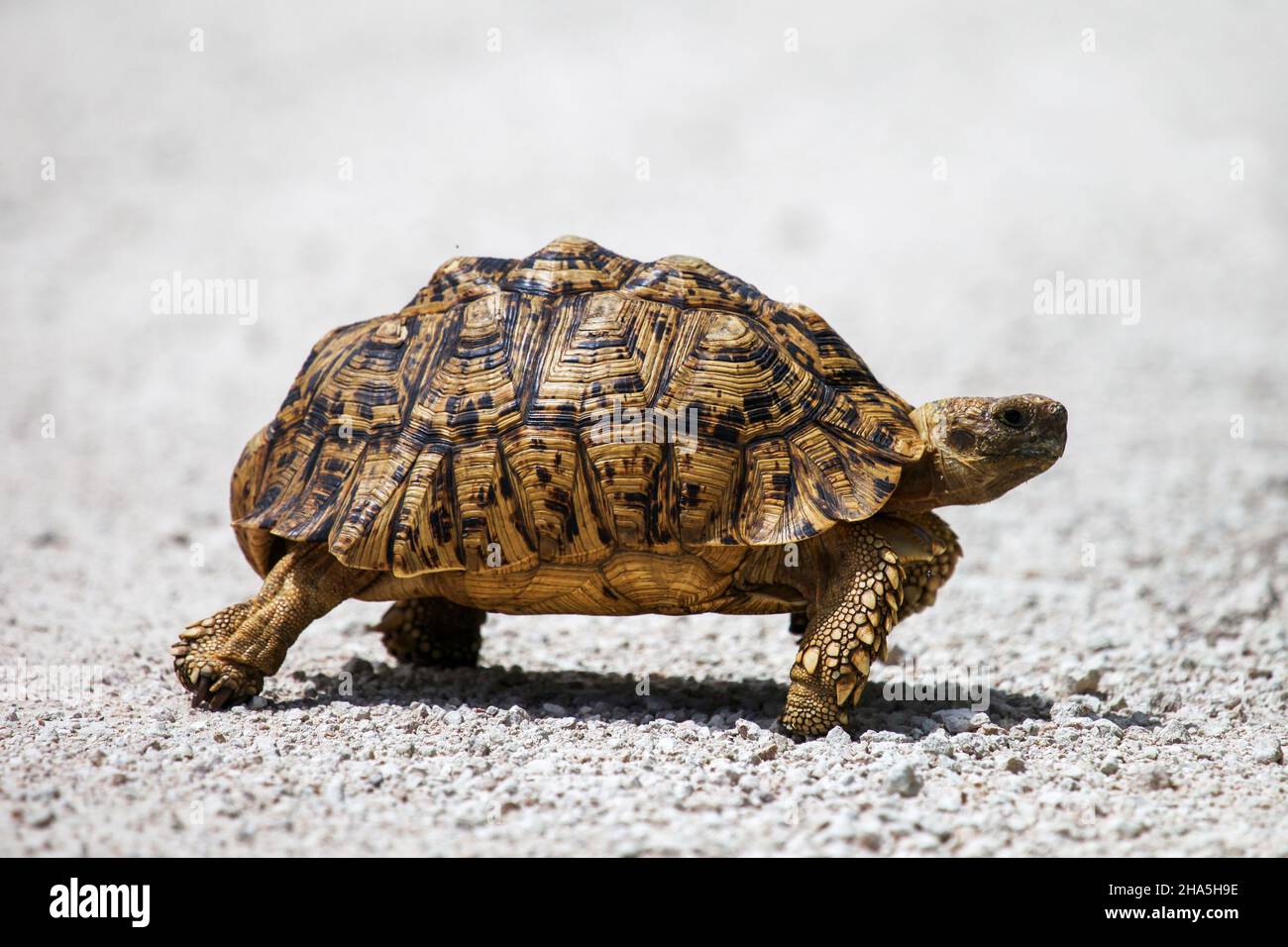Turtle in a dry land Stock Photo