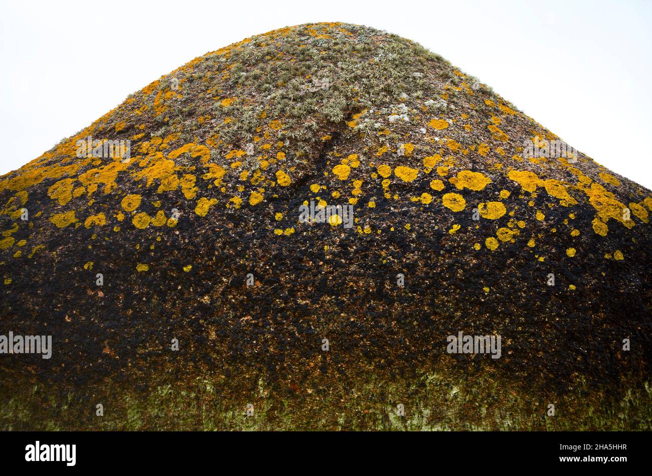 lichen on rock,rocky coast along the sentier des douaniers,trégastel,côte de granit rose,cotes d'armor,brittany,france Stock Photo