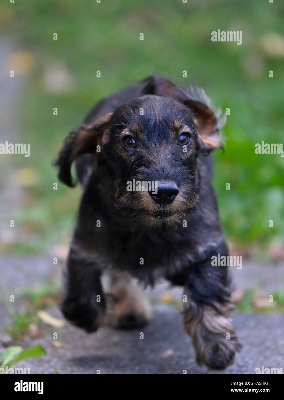 wire-haired dachshund (canis lupus familiaris) puppy,male dog,4 months,jumps,baden-württemberg,germany Stock Photo