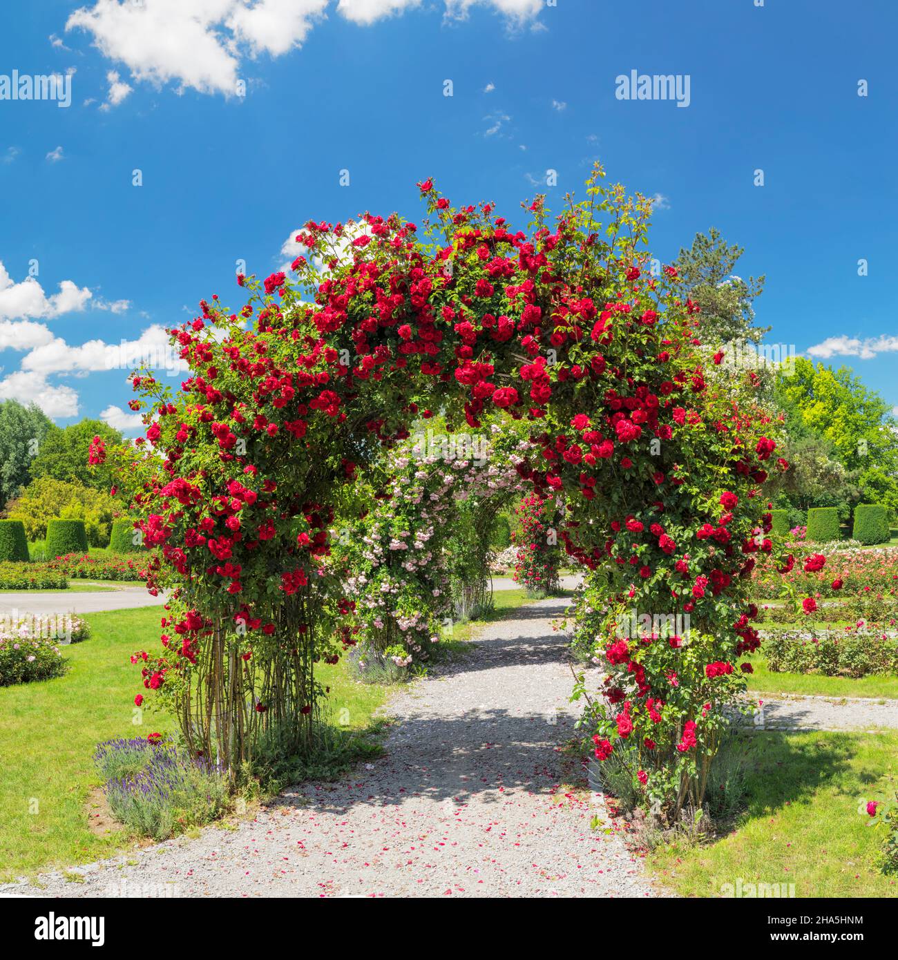 rose garden in wertwiesenpark,heilbronn,baden-wuerttemberg,germany Stock  Photo - Alamy