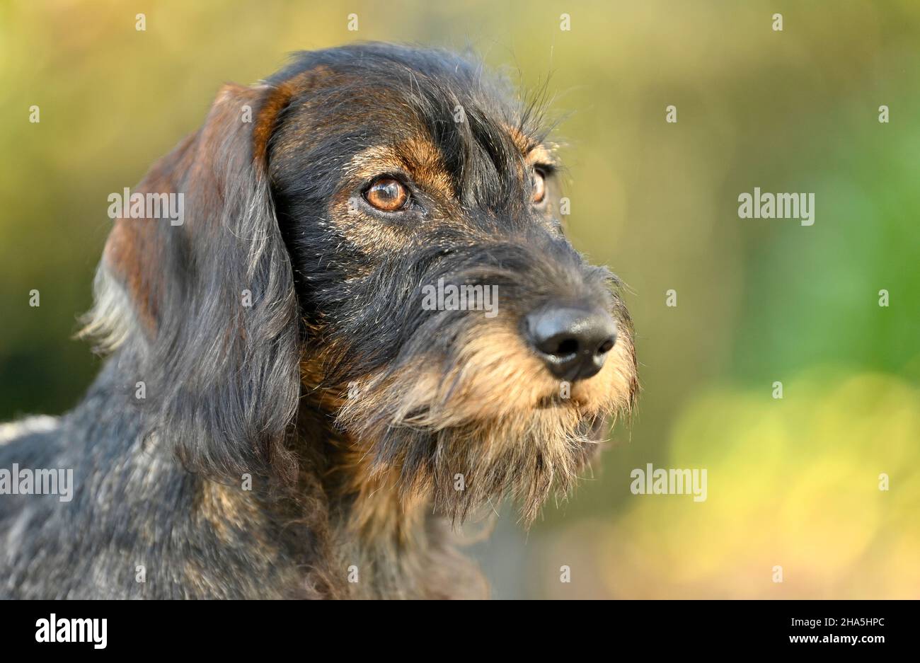 wire-haired dachshund (canis lupus familiaris) puppy,male dog,5 months,animal portrait,baden-wuerttemberg,germany,europe Stock Photo