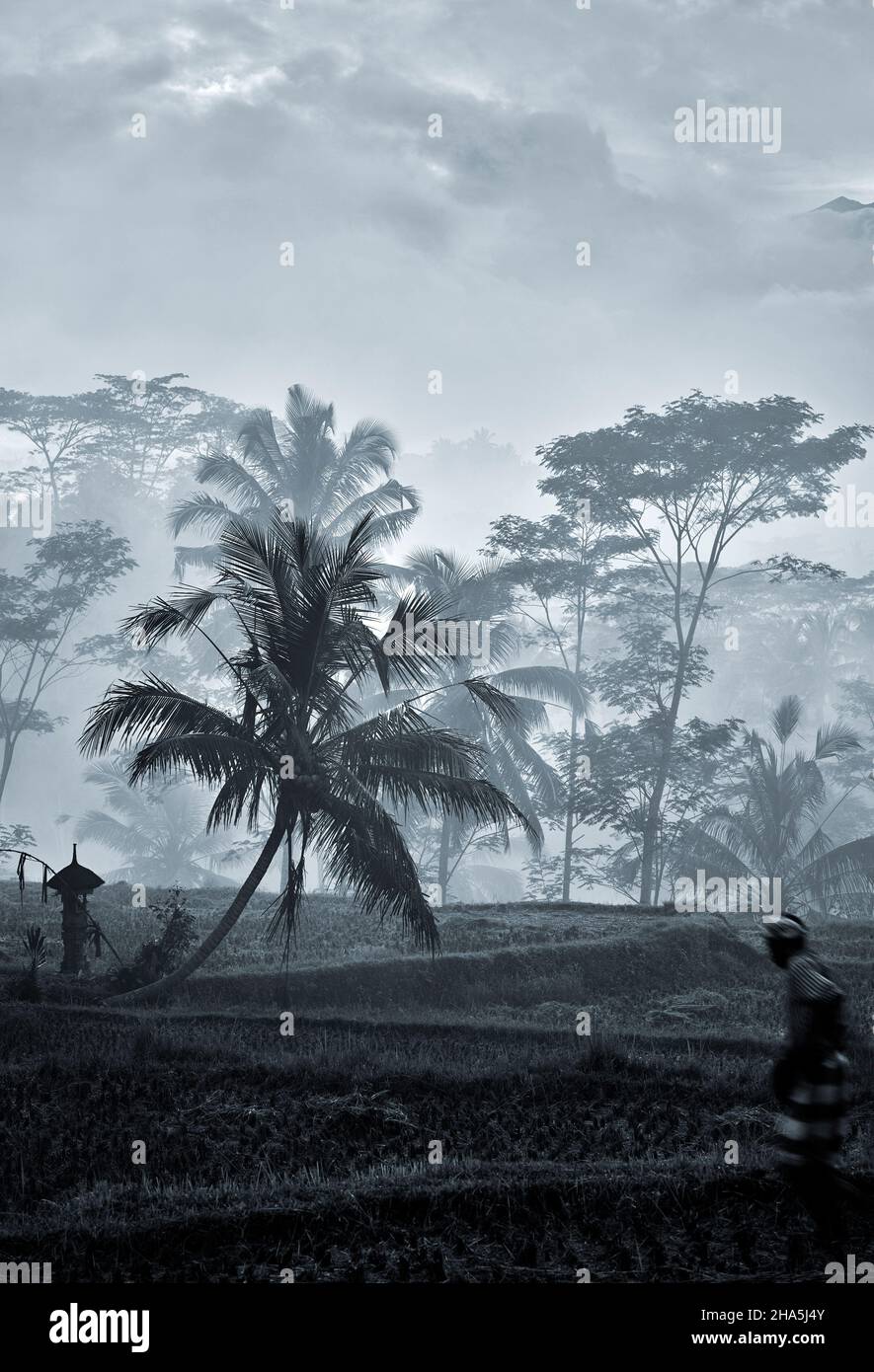 Moisty Rice A farmer walks through misty rice paddies at dawn in Tampaksiring, Bali ...