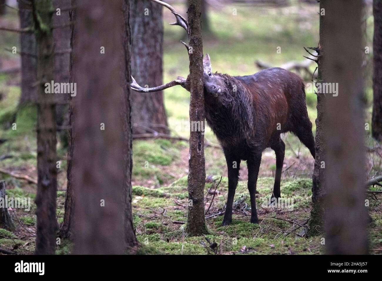 sika deer,rutting season Stock Photo - Alamy