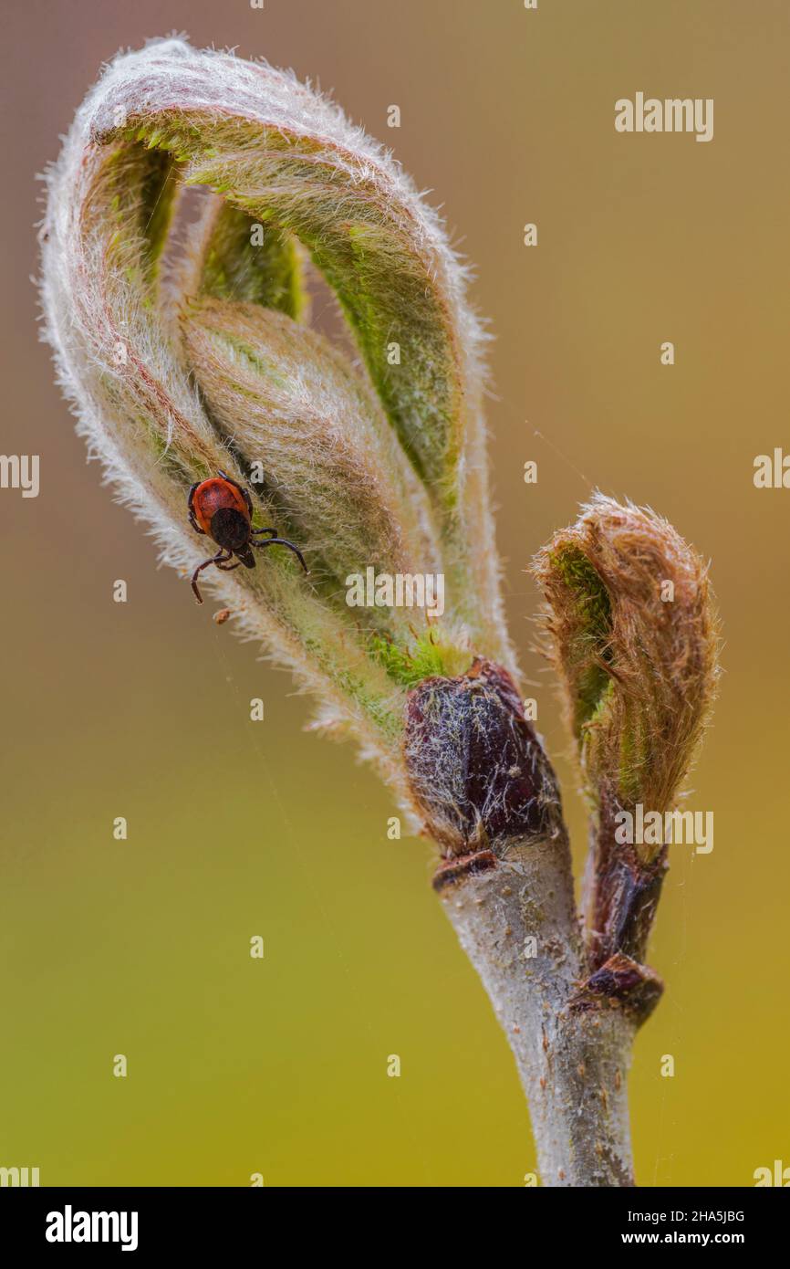 the common wood tick (ixodes ricinus) or tick Stock Photo