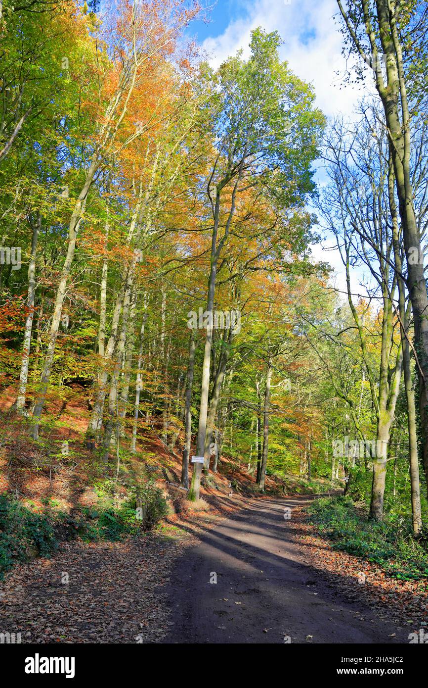 Upper Don Trail through an autumnal Forge Woods, Wortley near Barnsley, South Yorkshire, England, UK. Stock Photo