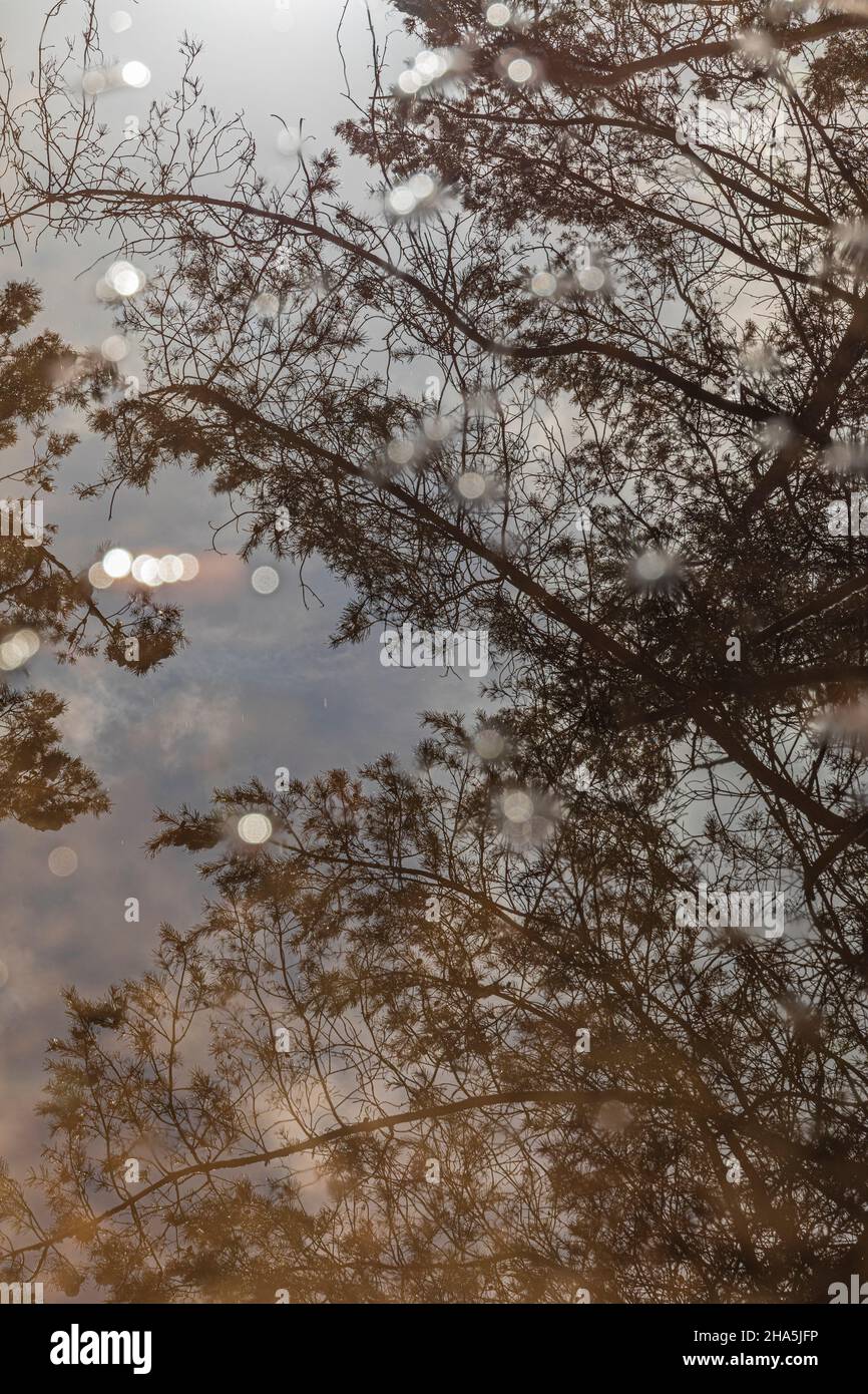 tree reflections on the water surface Stock Photo